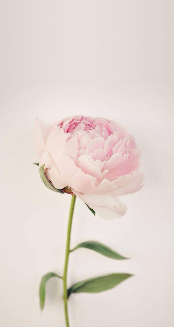 712x1334 Free download theLIST Laura Browns Favorite Things Peony Vintage