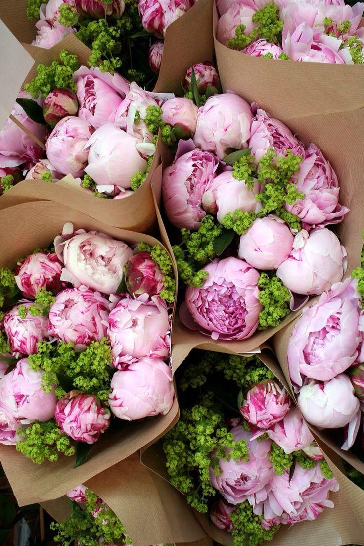 736x1103 Pink Peonies iPhone Wallpaper & Background Download