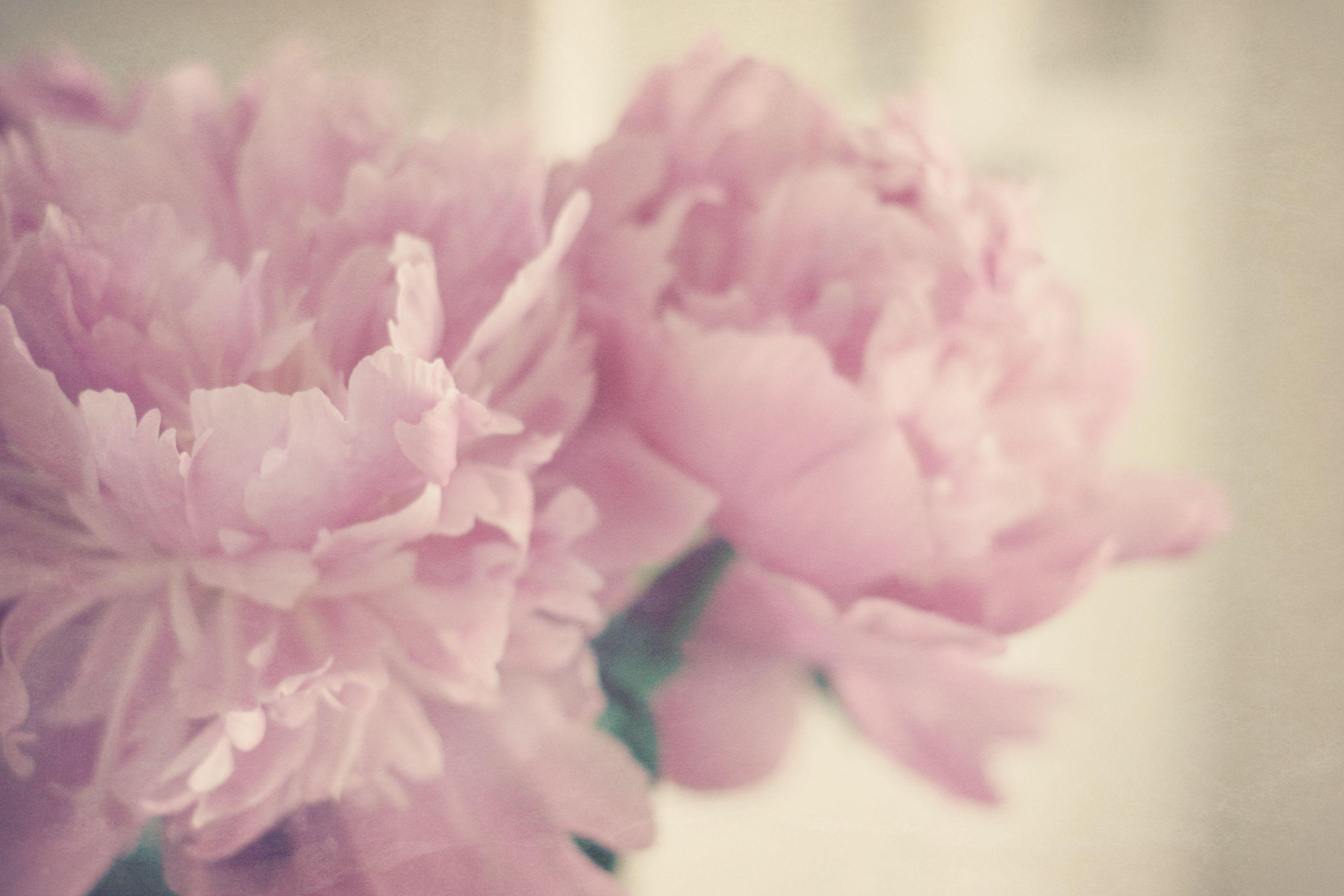 3318x2212 Free download Peonies Background I have adored them 3318x2212