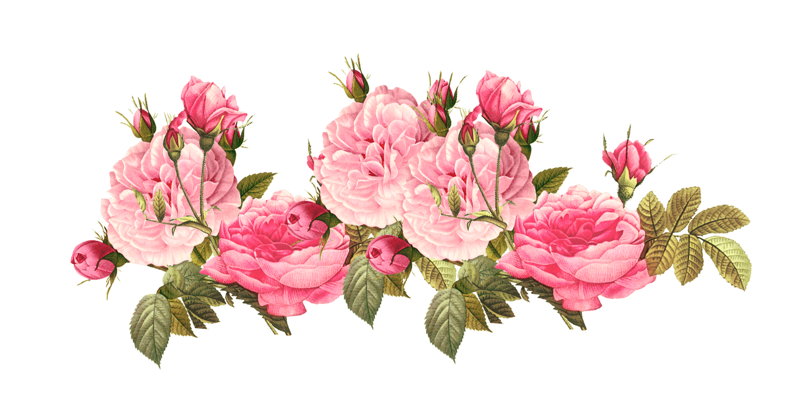 1600x839 Peonies clipart coral peony, Peonies coral peony Transparent FREE