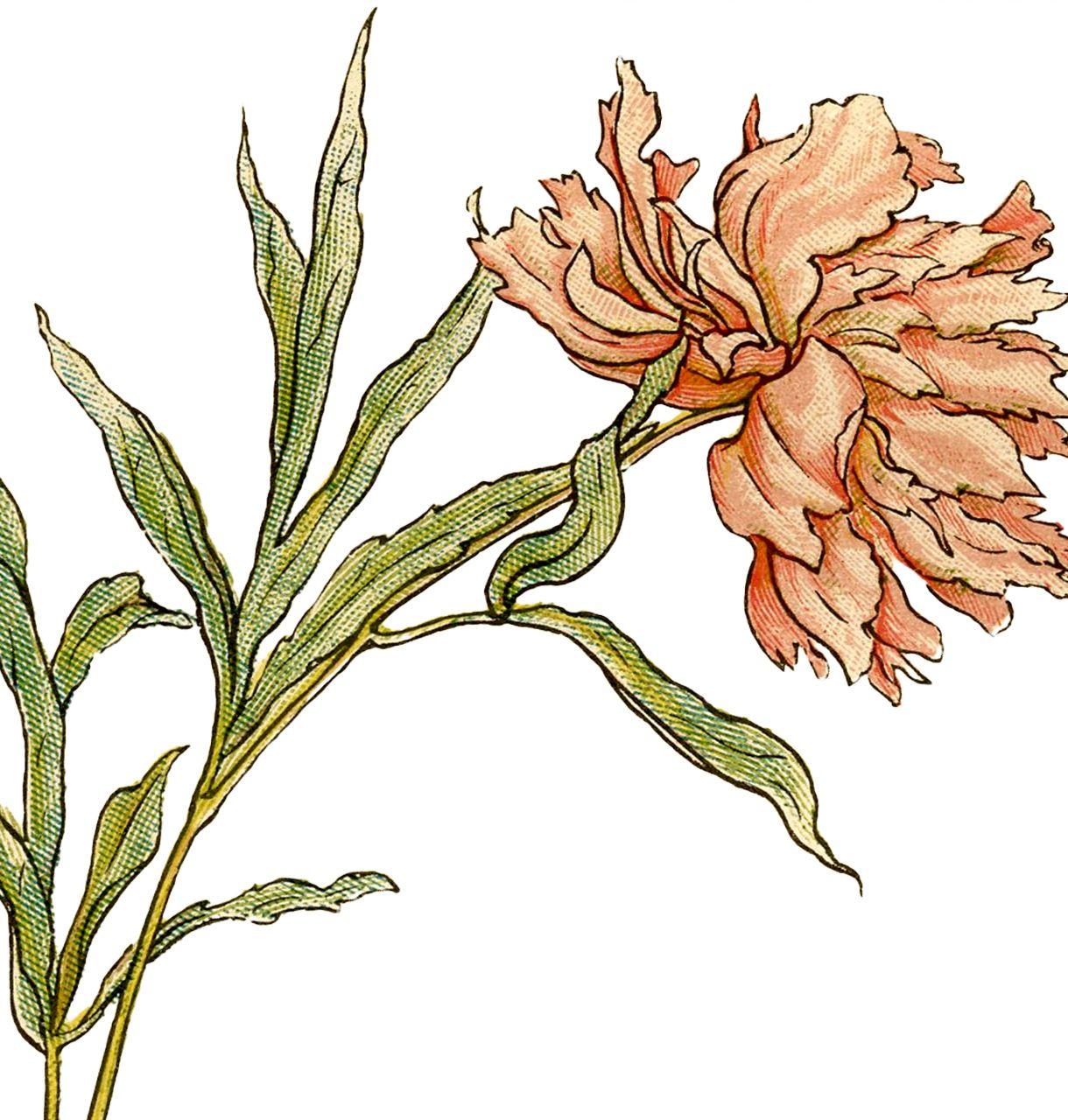 1220x1280 Peony Illustrations! Graphics Fairy