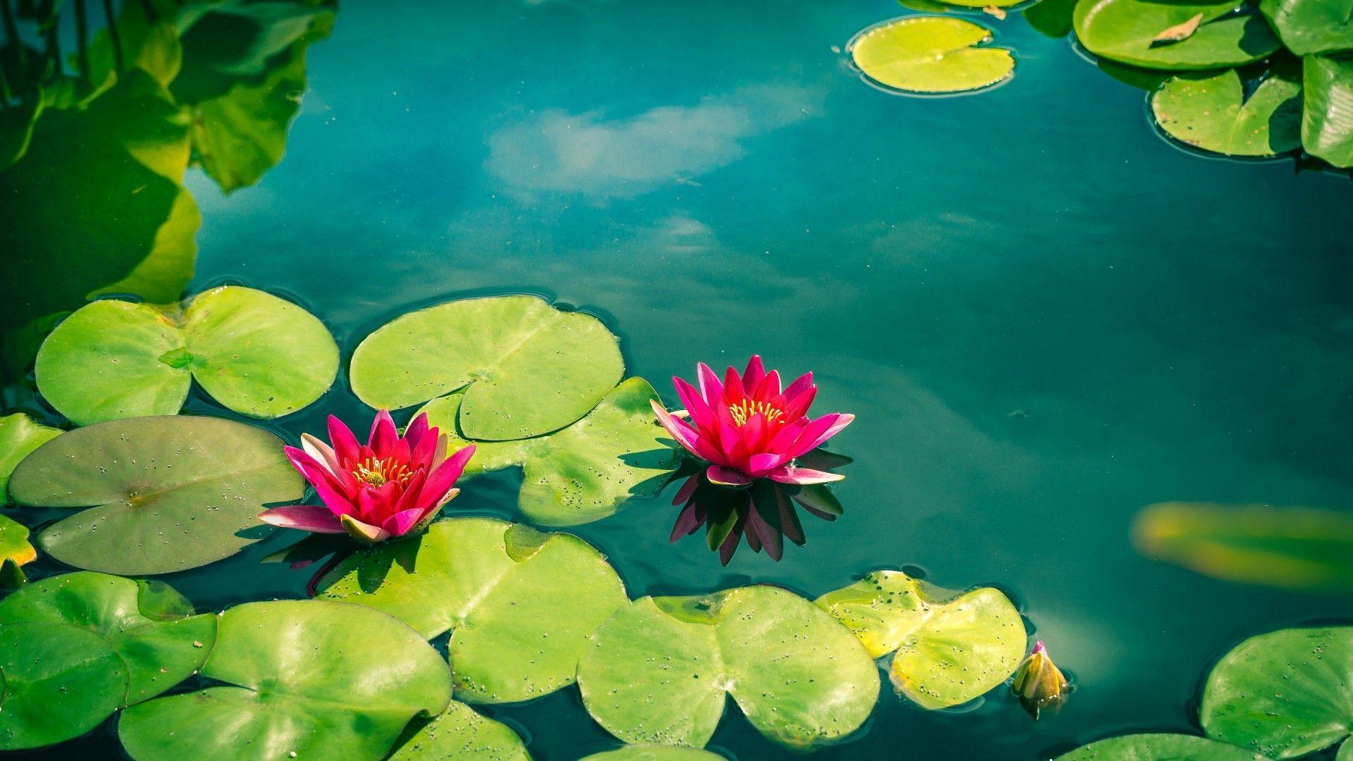 Lily Pad Wallpapers - Top Free Lily Pad Backgrounds - WallpaperAccess