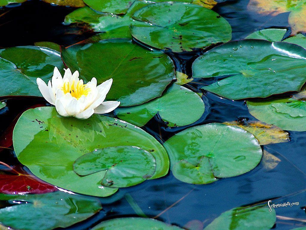 1024x768 Free download Lily Pad Wallpaper [1024x768] for your Desktop