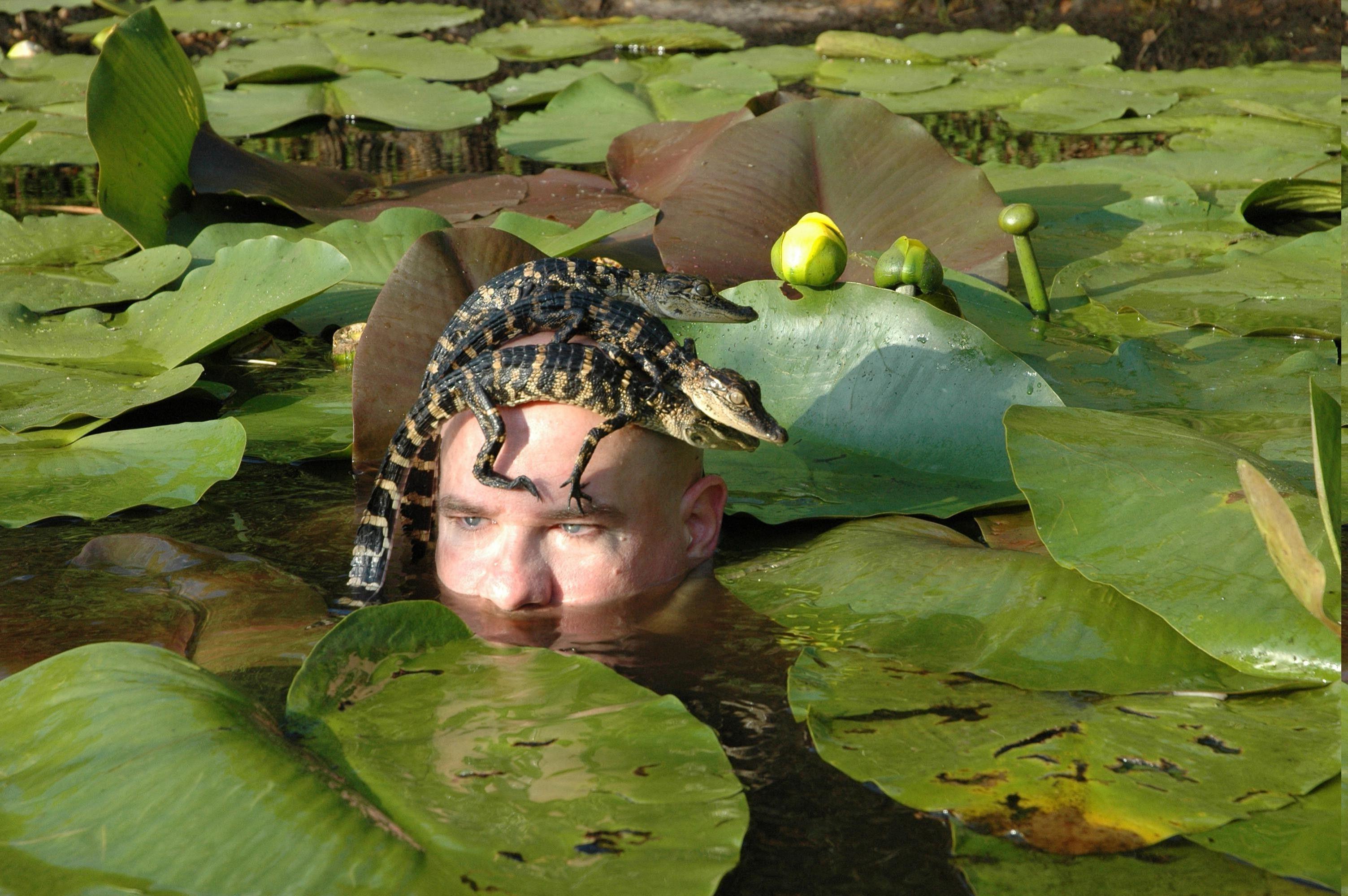 3007x1999 animals, Crocodiles, Men, Lily Pads, Baby Animals, Reptile
