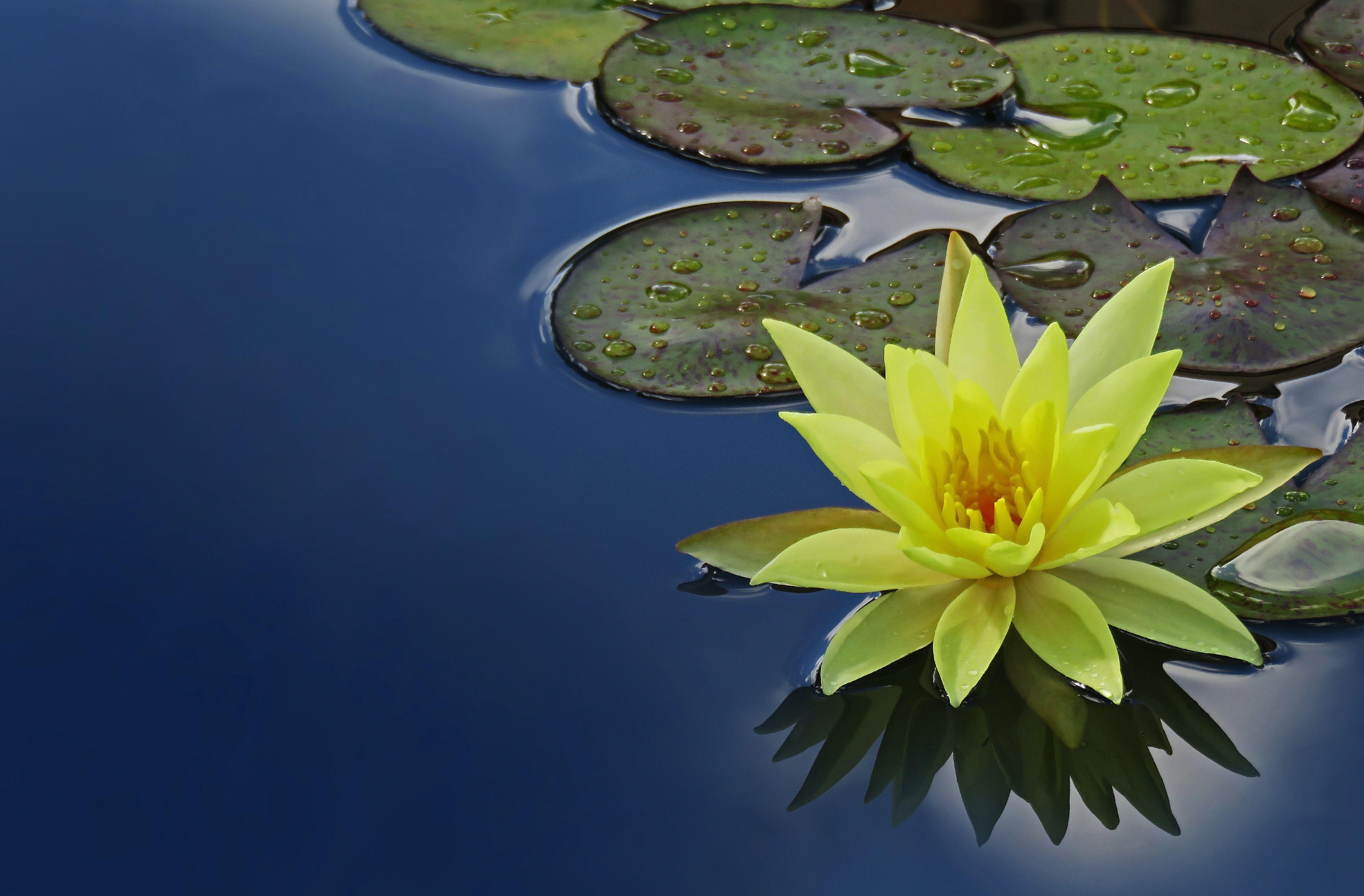 Lily Pad Wallpapers - Top Free Lily Pad Backgrounds - WallpaperAccess