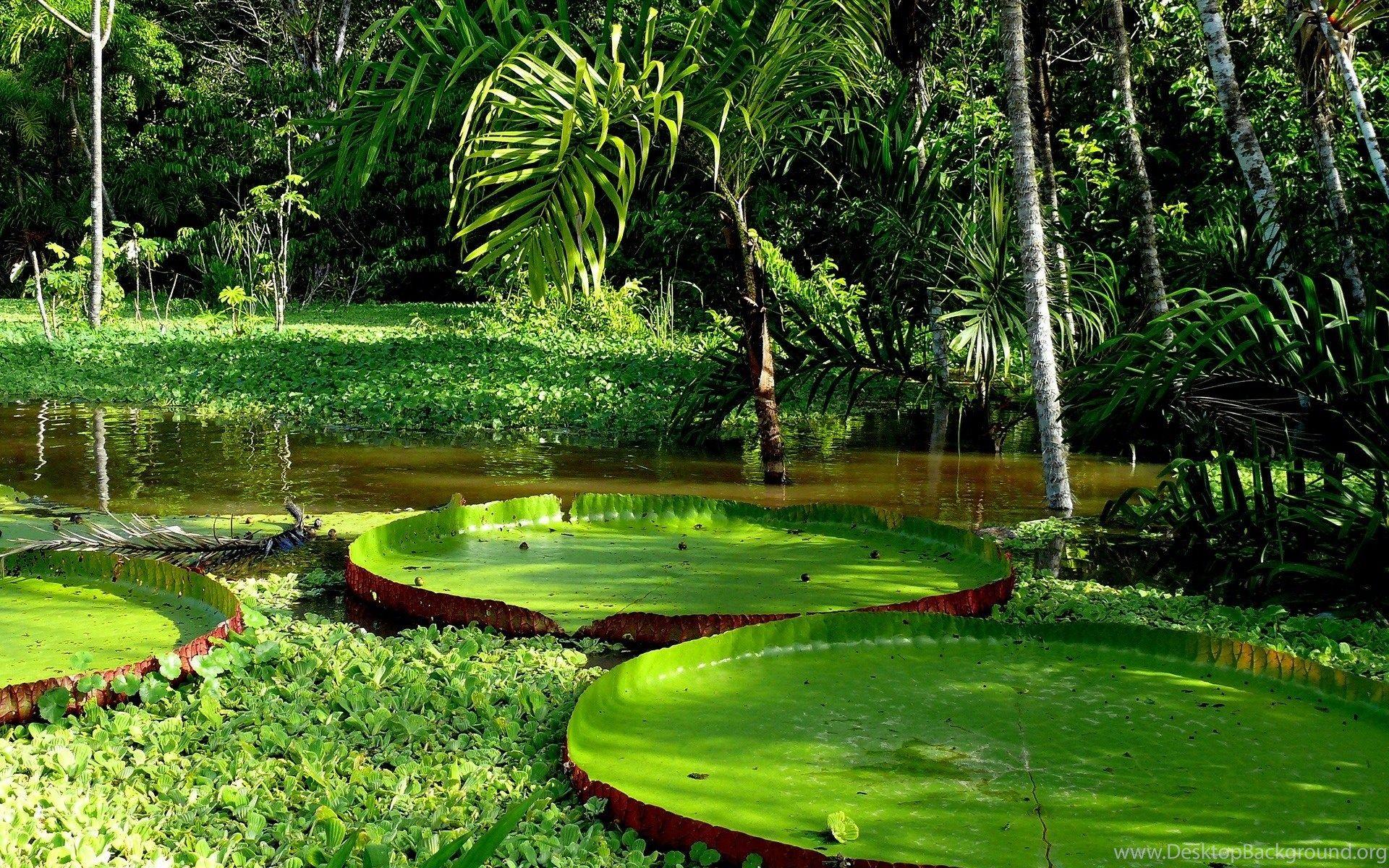 1920x1200 030223301_Giant Amazon Water Lily Desktop Background