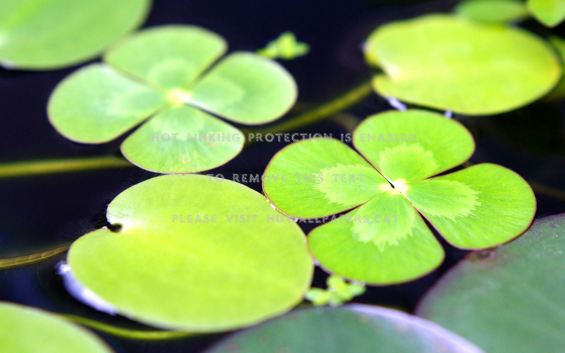 1920x1200 lily pad water drops nature