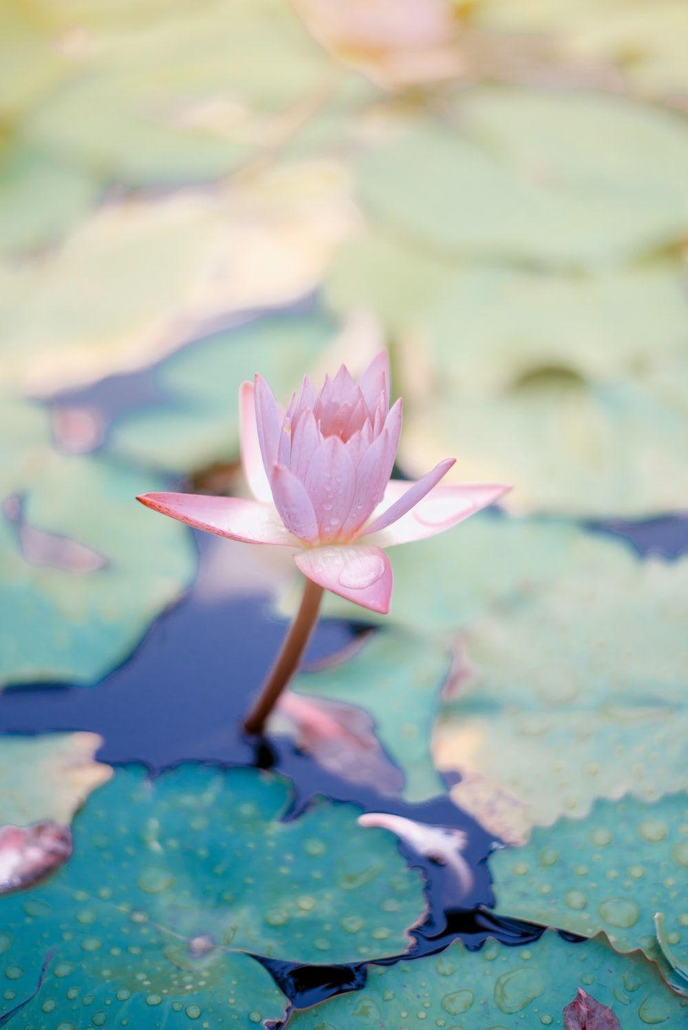 Lily Pad Wallpapers - Top Free Lily Pad Backgrounds - WallpaperAccess