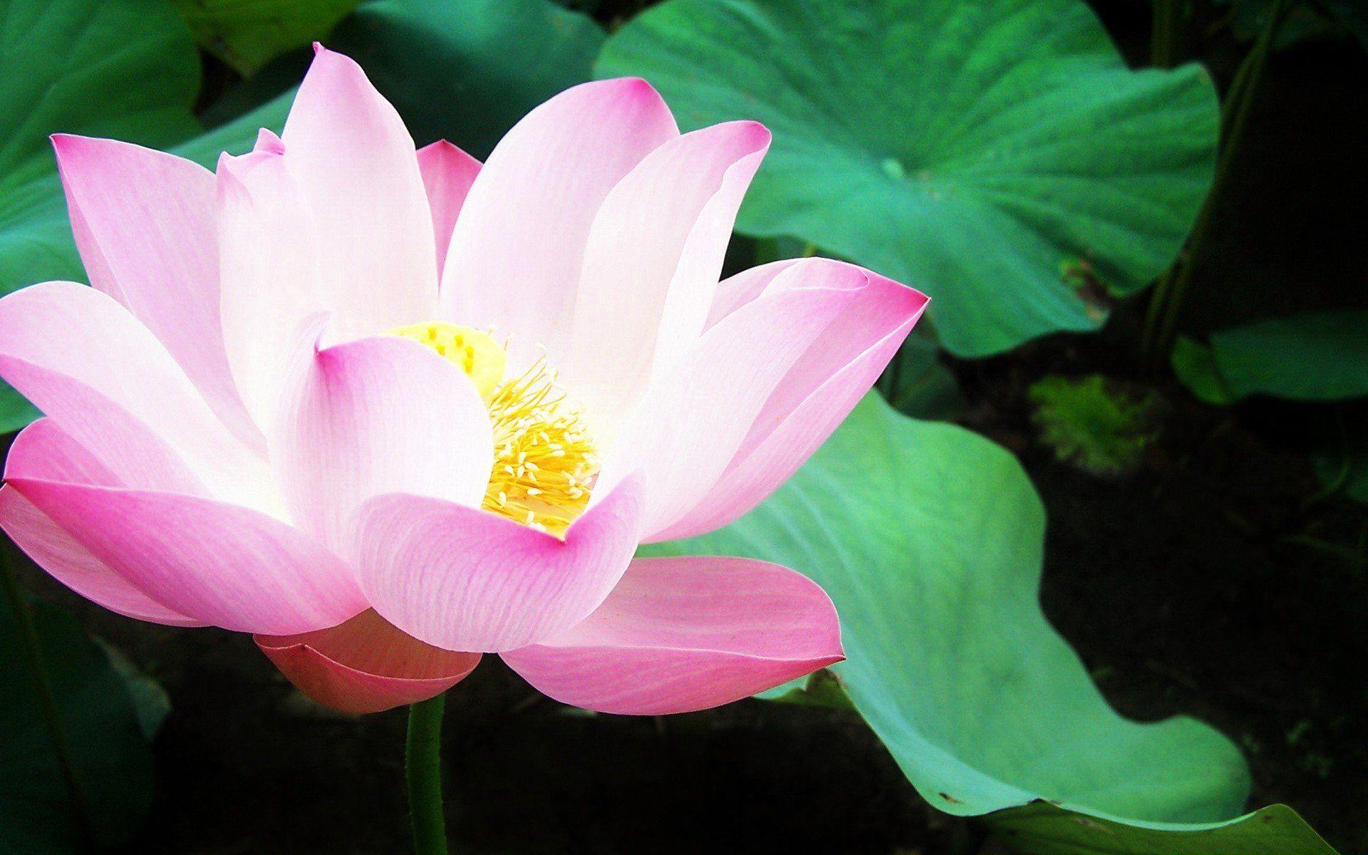 1920x1200 nature, Flowers, Lily, Pads, Pink, Flowers, Water, Lilies