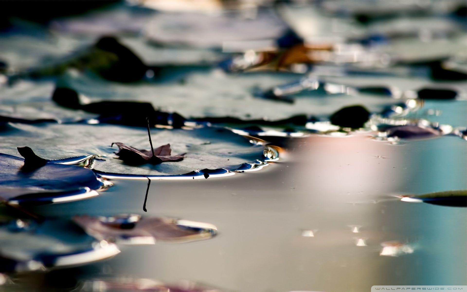 1920x1200 Lily Pads Ultra HD Desktop Background Wallpaper for 4K UHD TV