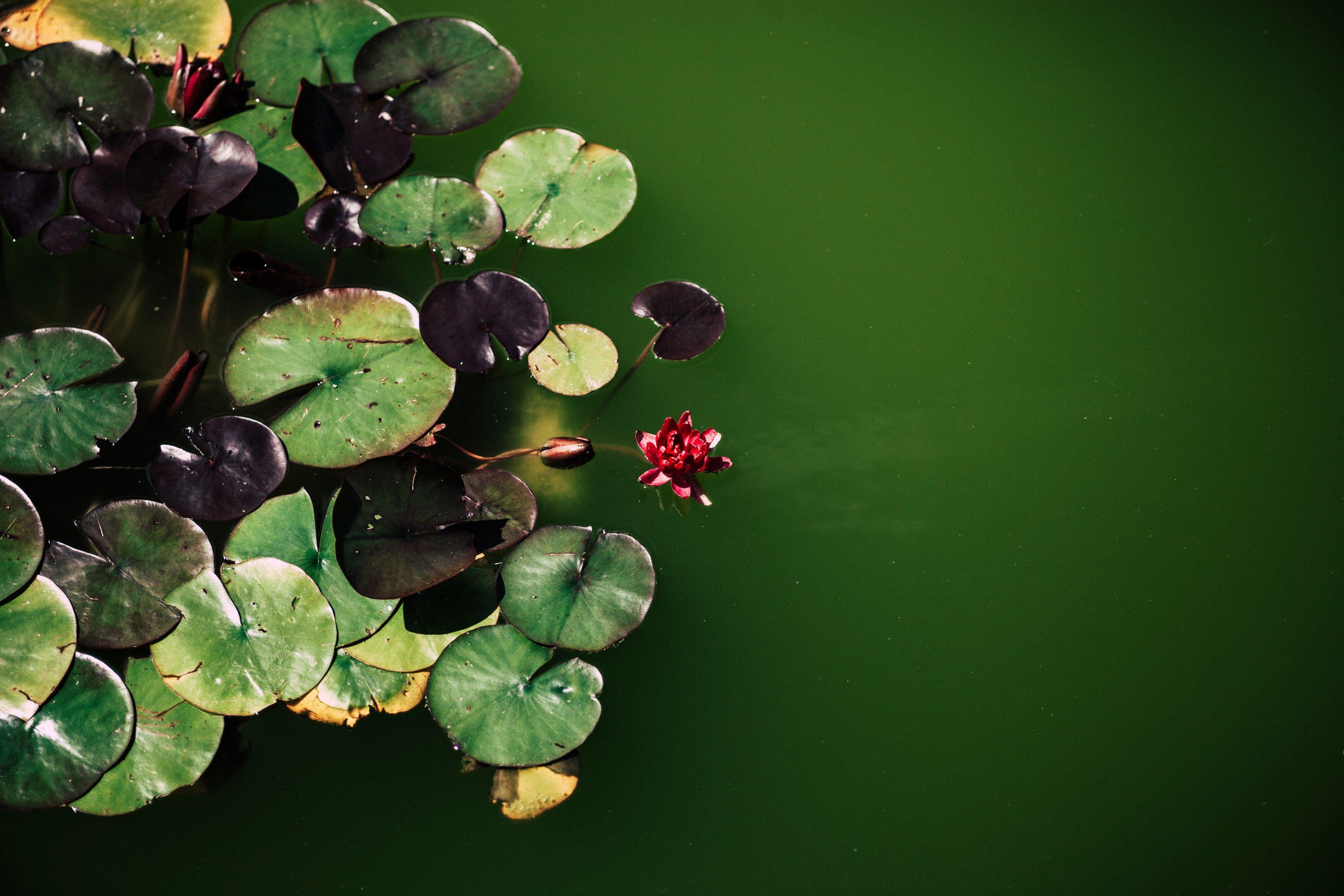 Lily Pad Wallpapers - Top Free Lily Pad Backgrounds - WallpaperAccess