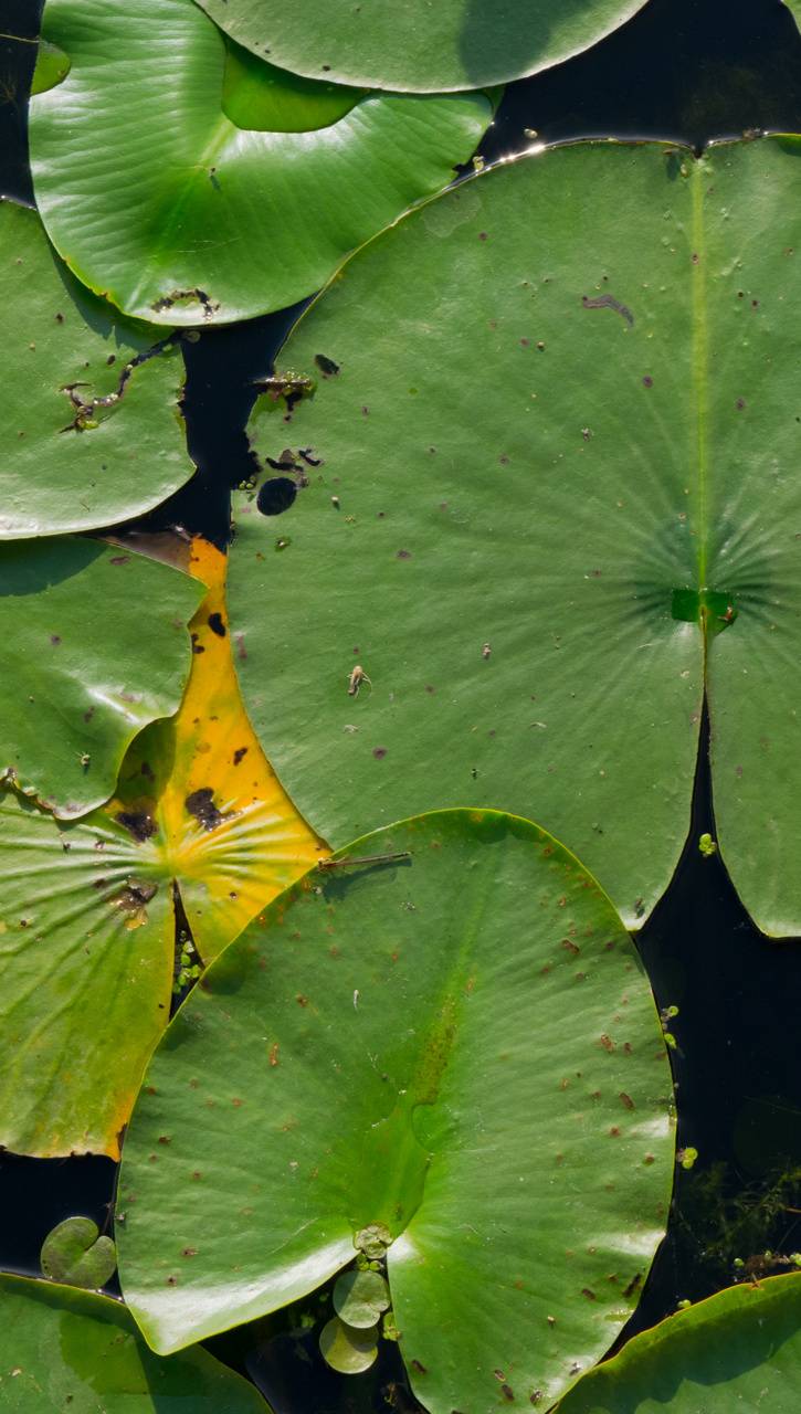 Lily Pad Wallpapers - Top Free Lily Pad Backgrounds - WallpaperAccess