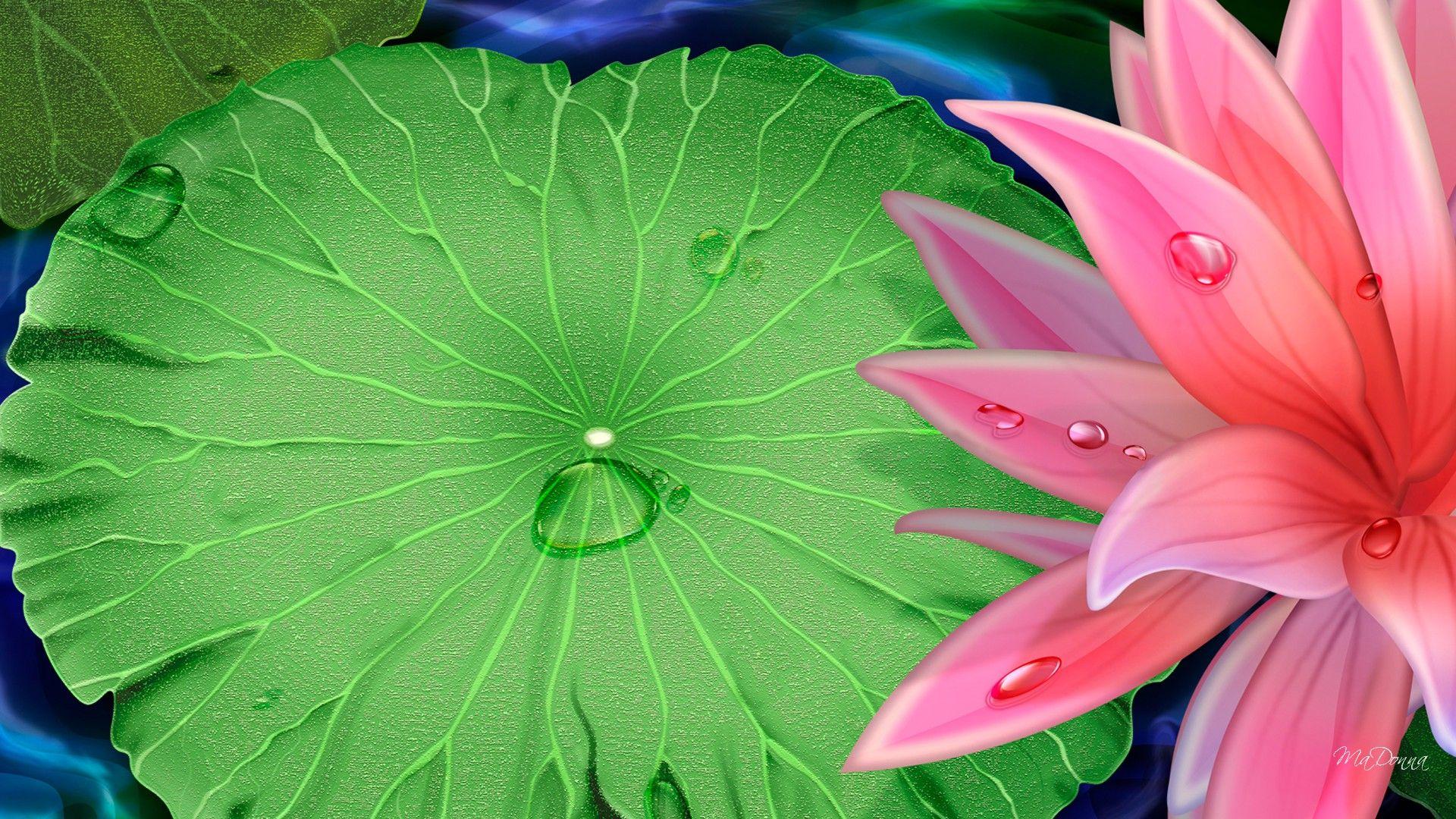 Lily Pad Wallpapers - Top Free Lily Pad Backgrounds - WallpaperAccess