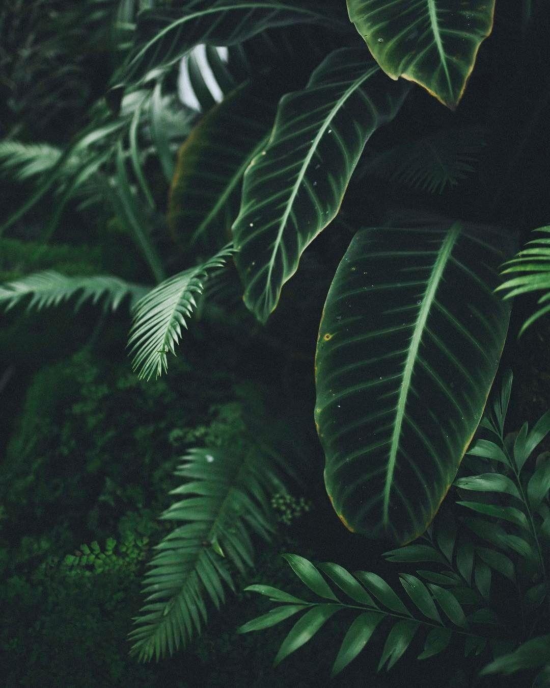 1080x1349 Nature Aesthetic, Dark Green Aesthetic, Aesthetic Plants