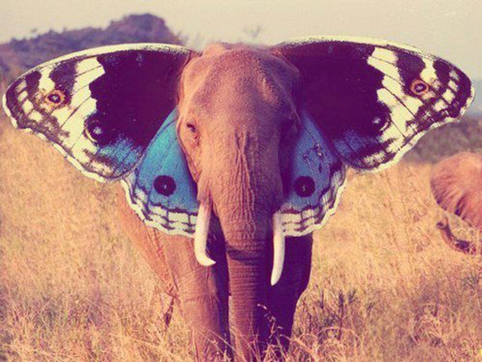 1597x1200 Amazing Elephant Wings. HD Art Wallpaper for Mobile and Desktop