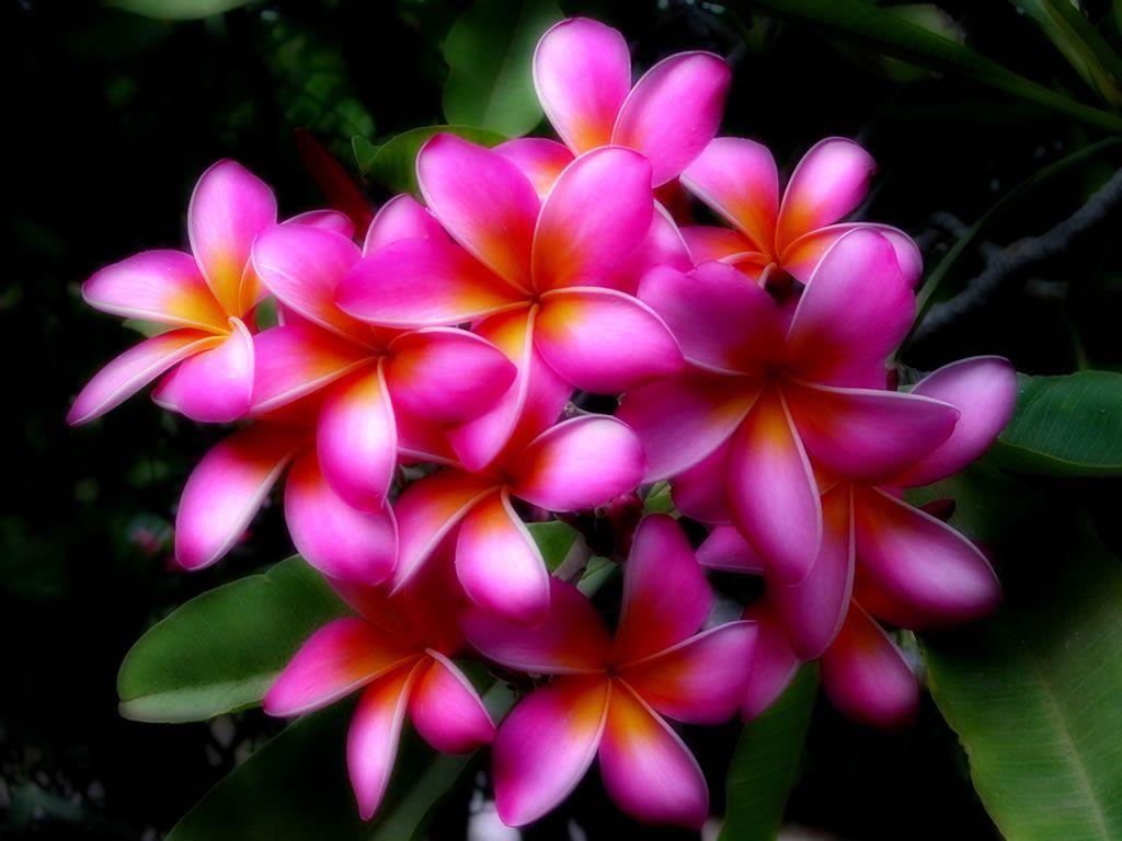 1024x768 Hawaiian Flower Background