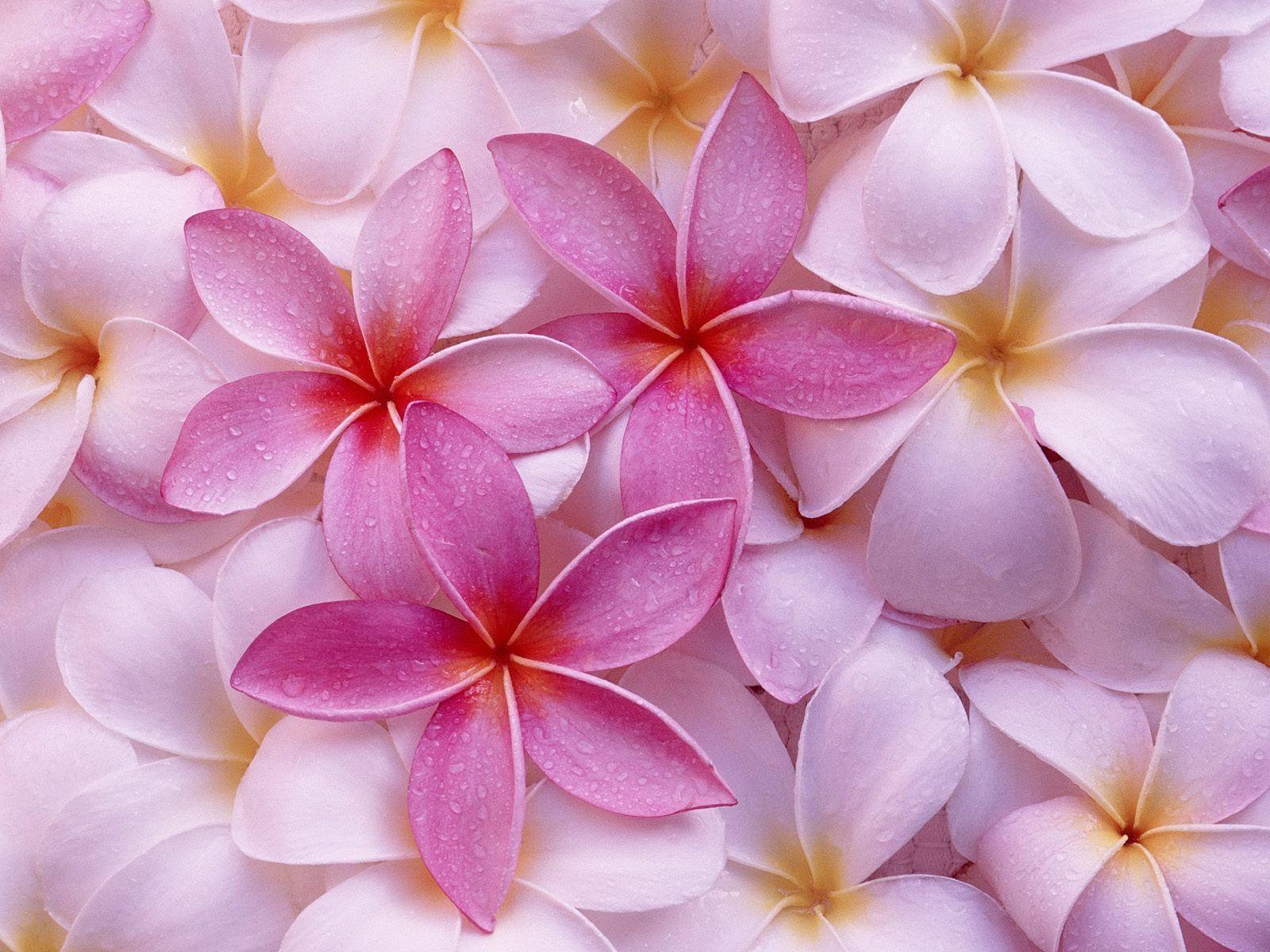 1600x1200 Free download Hawaiian Flowers Background [1600x1200]