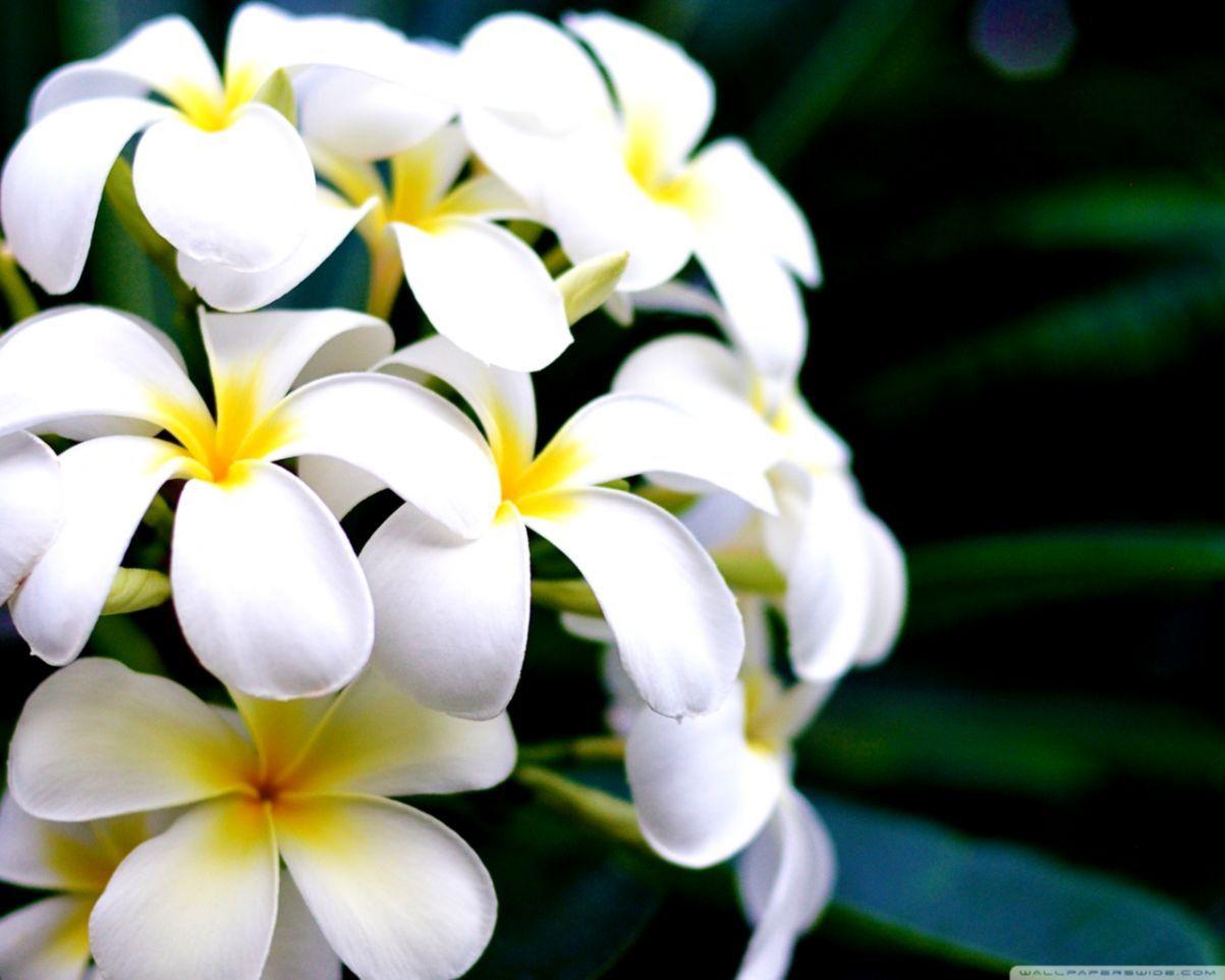 1203x962 Hawaiian Flowers Desktop Background