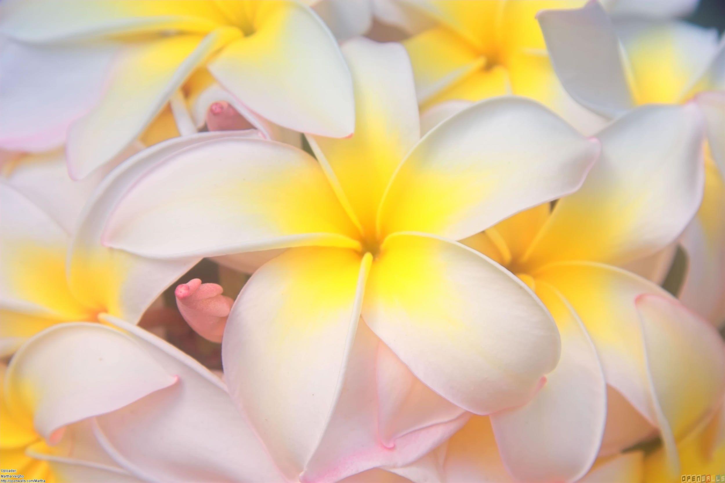 2500x1666 Hawaii Flower Wallpaper HD For Desktop Wallpaper. Flower