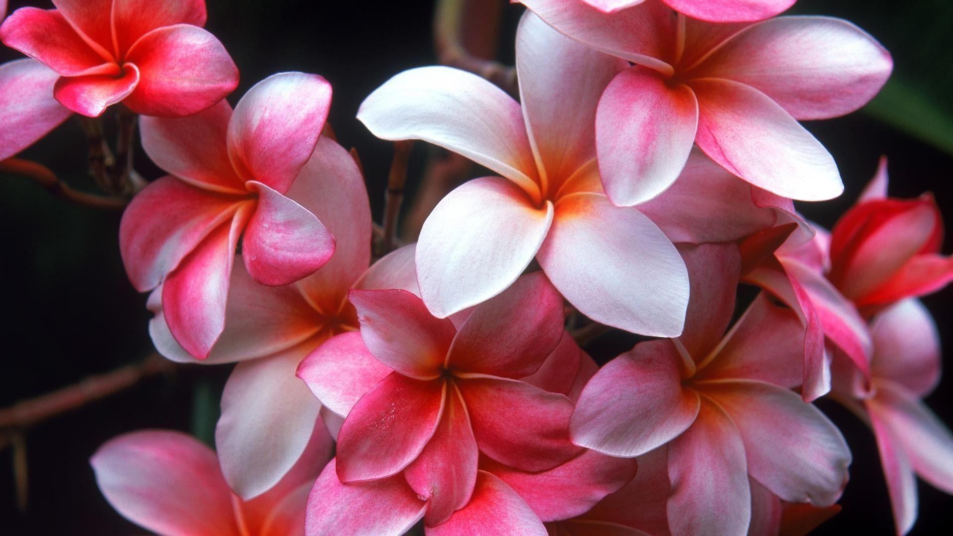 1920x1080 Hawaiian Flower Wallpaper