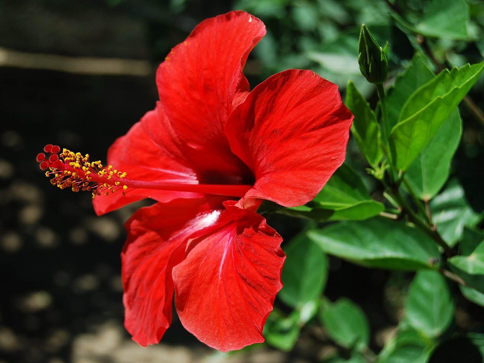 1600x1200 Hibiscus wallpaper, Earth, HQ Hibiscus pictureK Wallpaper 2019