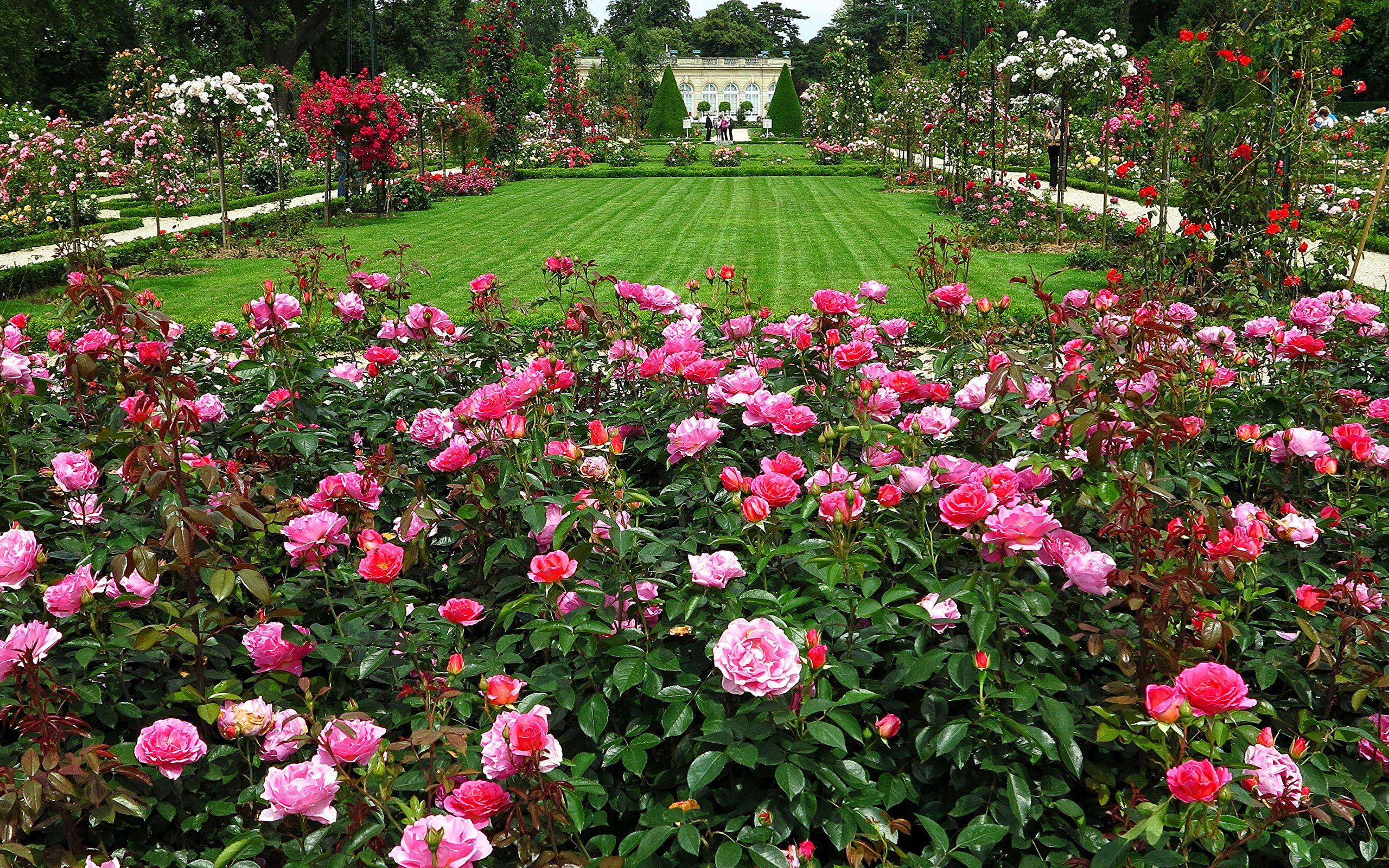 Rose Garden Desktop Wallpapers - Top Free Rose Garden Desktop Backgrounds -  WallpaperAccess