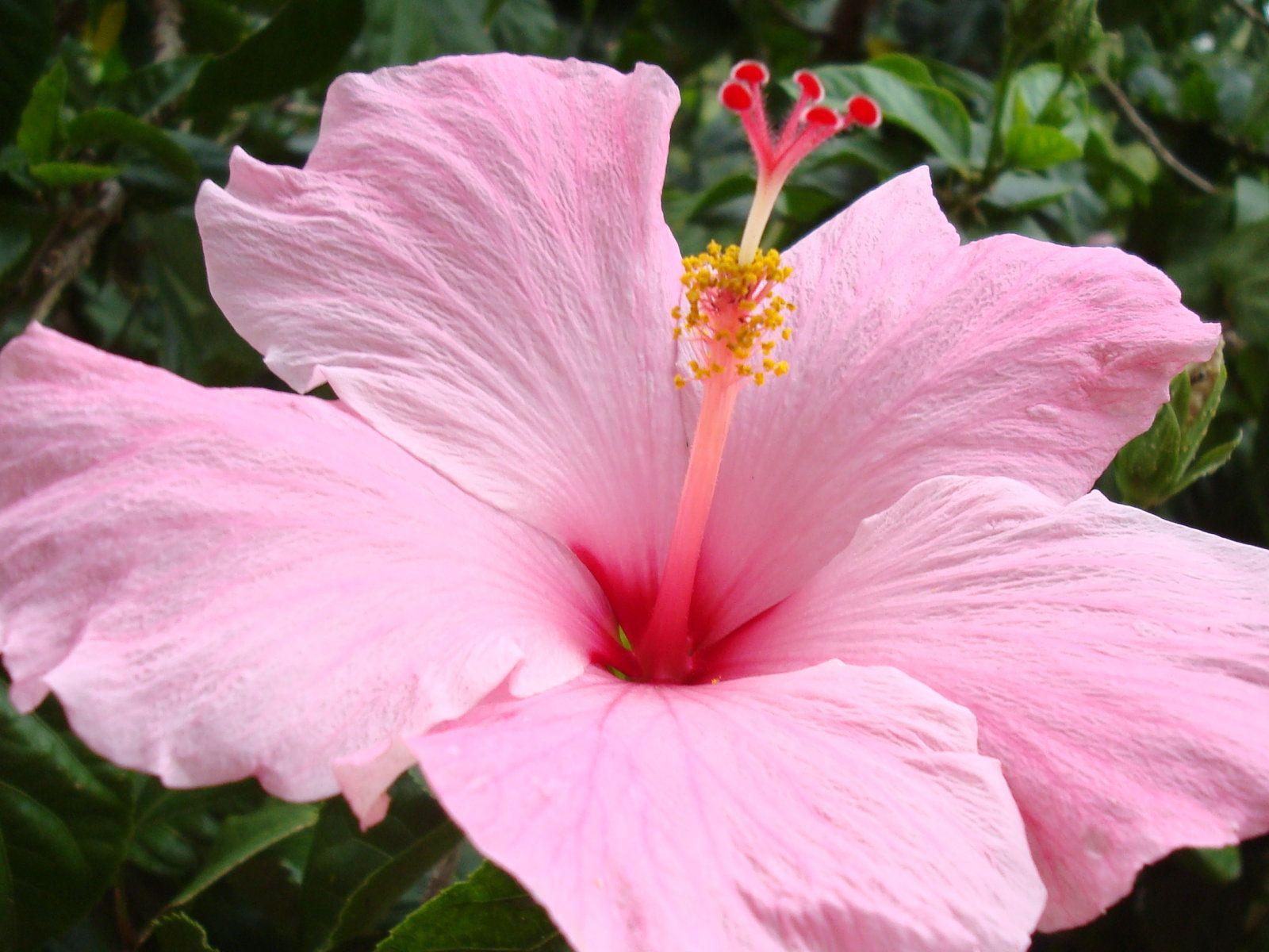 1600x1200 Hibiscus Background. Hibiscus Flower