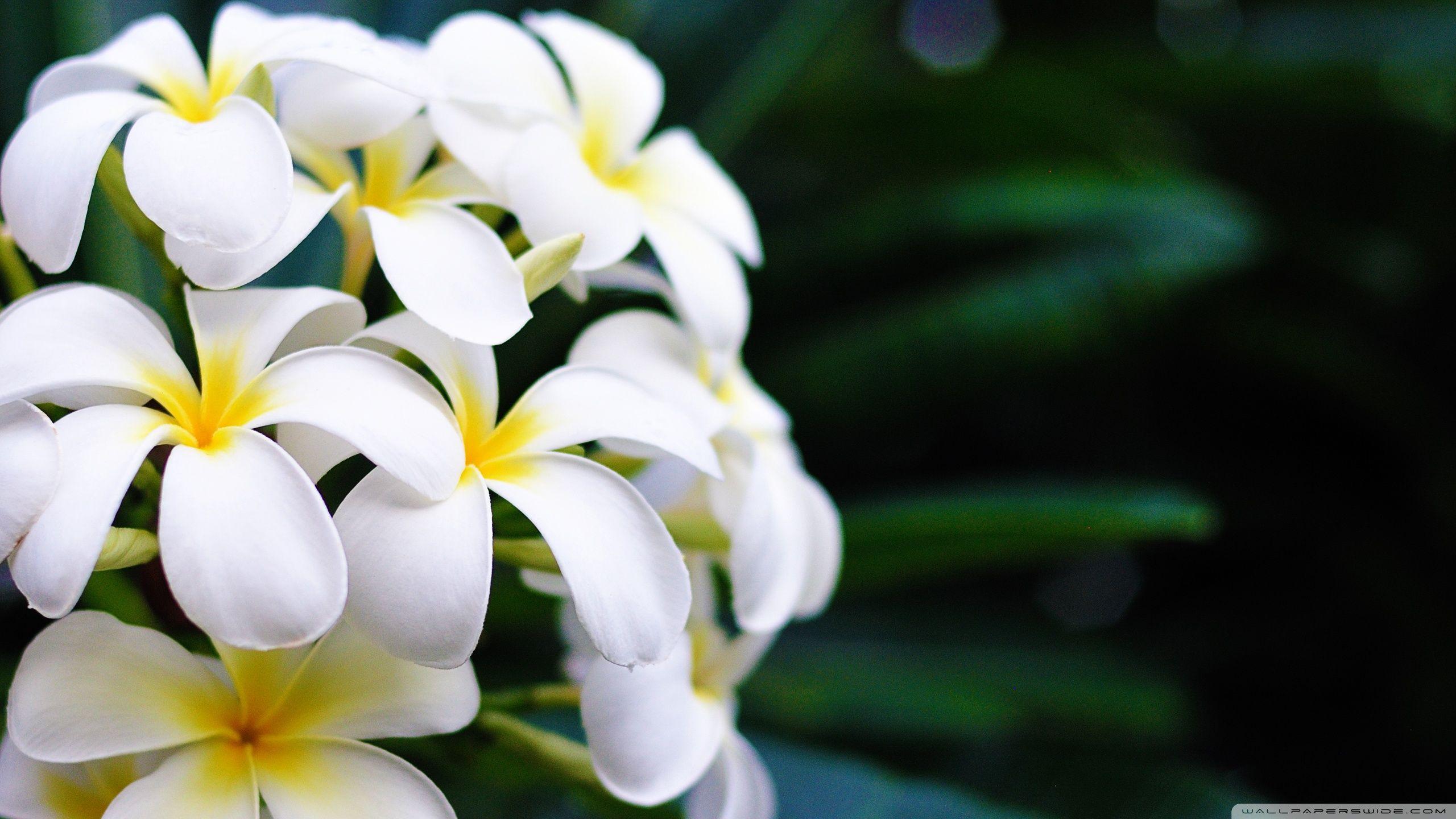 2560x1440 Hawaii Flowers Ultra HD Desktop Background Wallpaper for 4K UHD TV