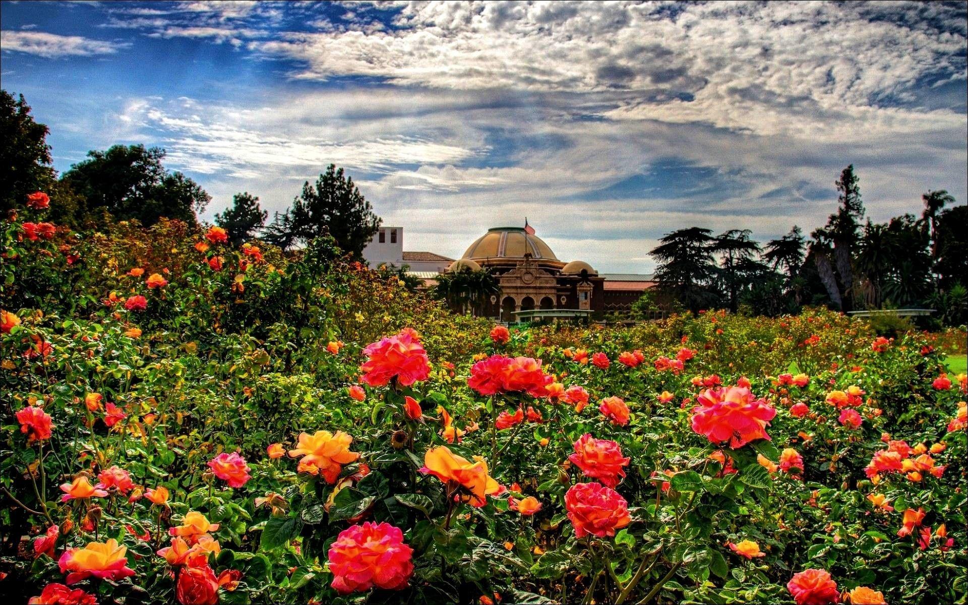 1920x1200 Rose Garden Wallpaper