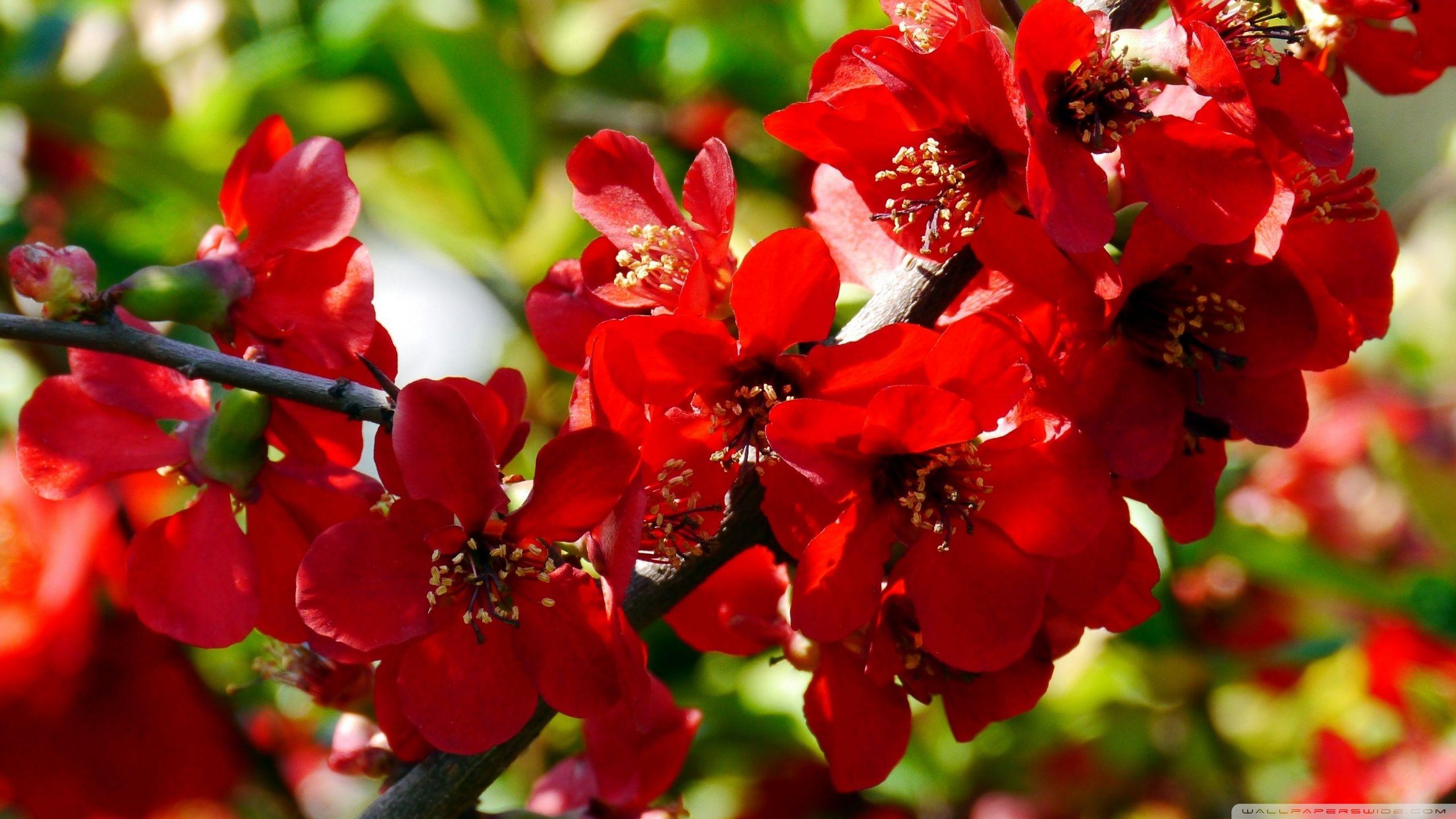 2560x1440 Red Flowers Wallpaper