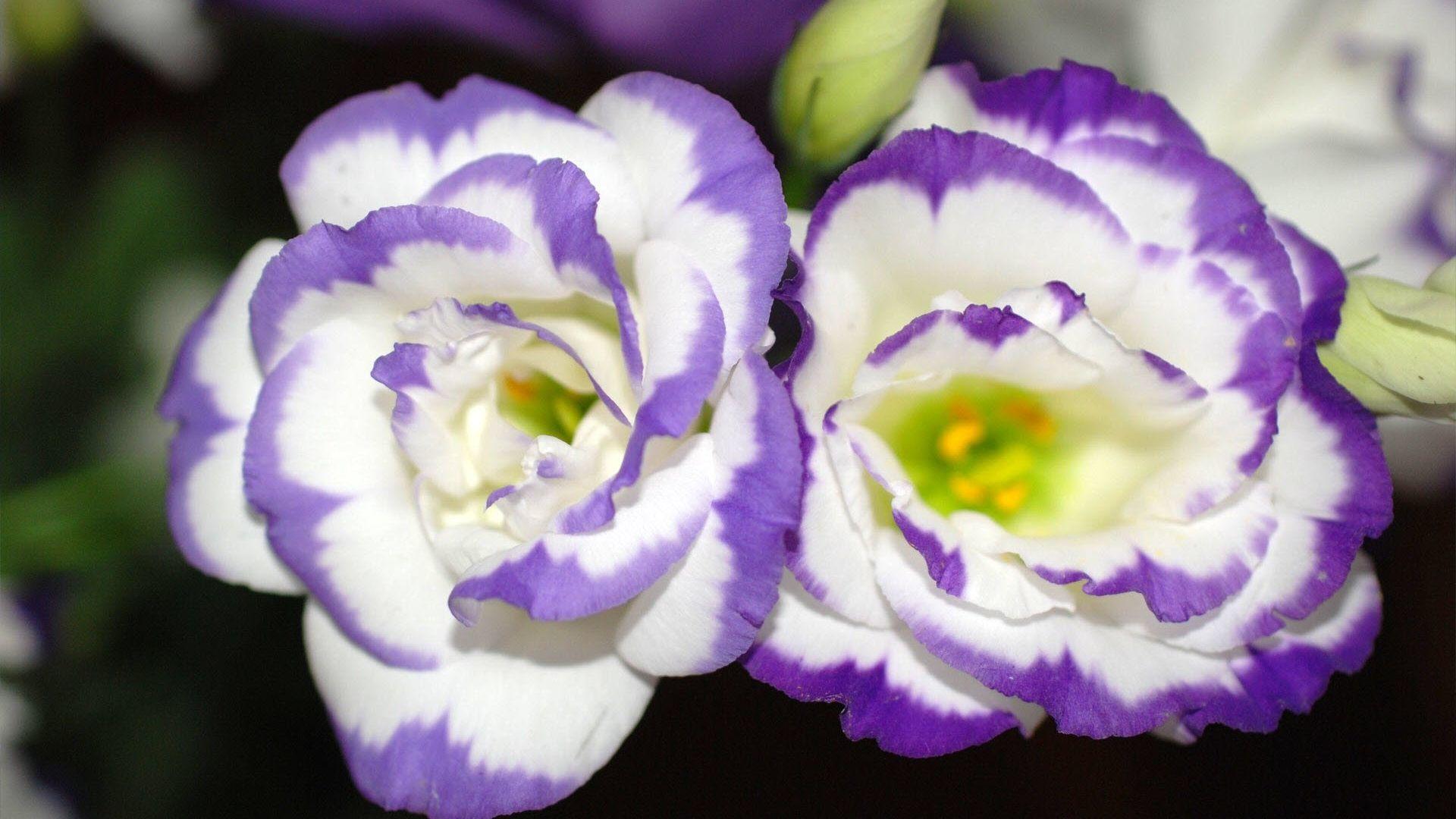 1920x1080 Free download wallpaper cartoon flower violet wallpaper 1920x1200 [1920x1200] for your Desktop, Mobile & Tablet. Explore Wallpaper with Violets. Blue and Purple Wallpaper, African Violet Wallpaper, Violet Flowers Wallpaper