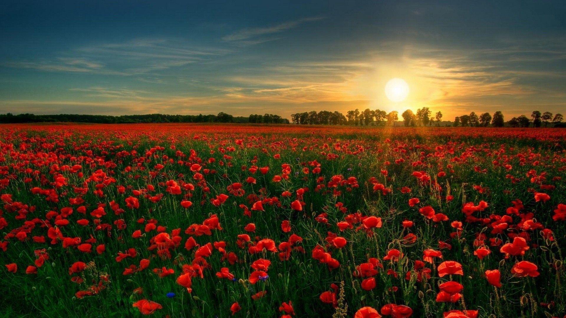 1920x1080 Rose Garden Wallpaper
