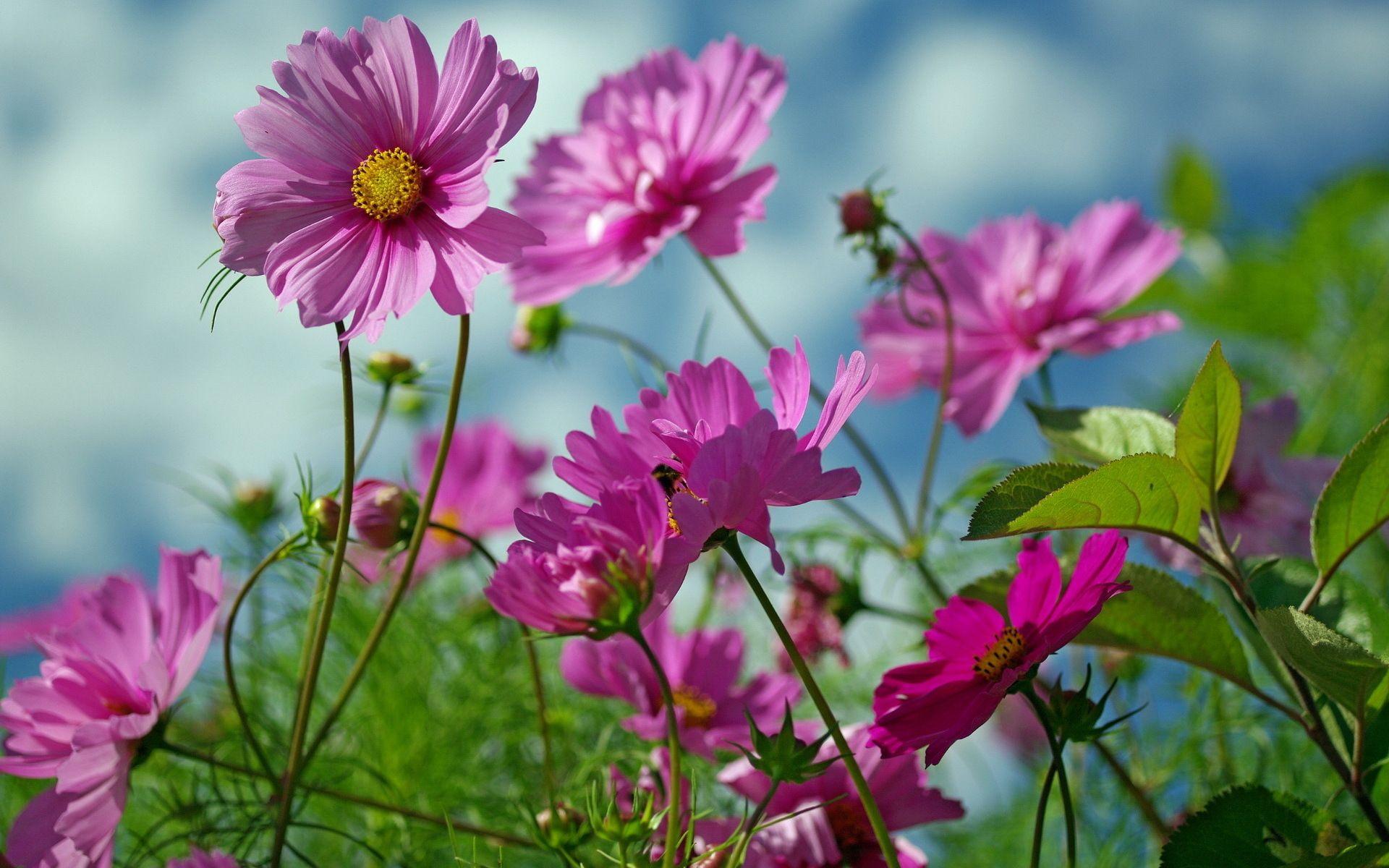 Summer Flowers Desktop Wallpapers - Top Free Summer Flowers Desktop ...