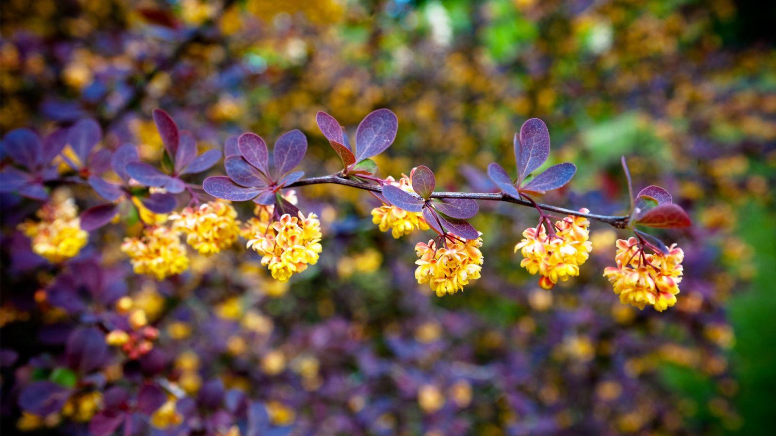 1600x900 Summer Flowers Wallpaper