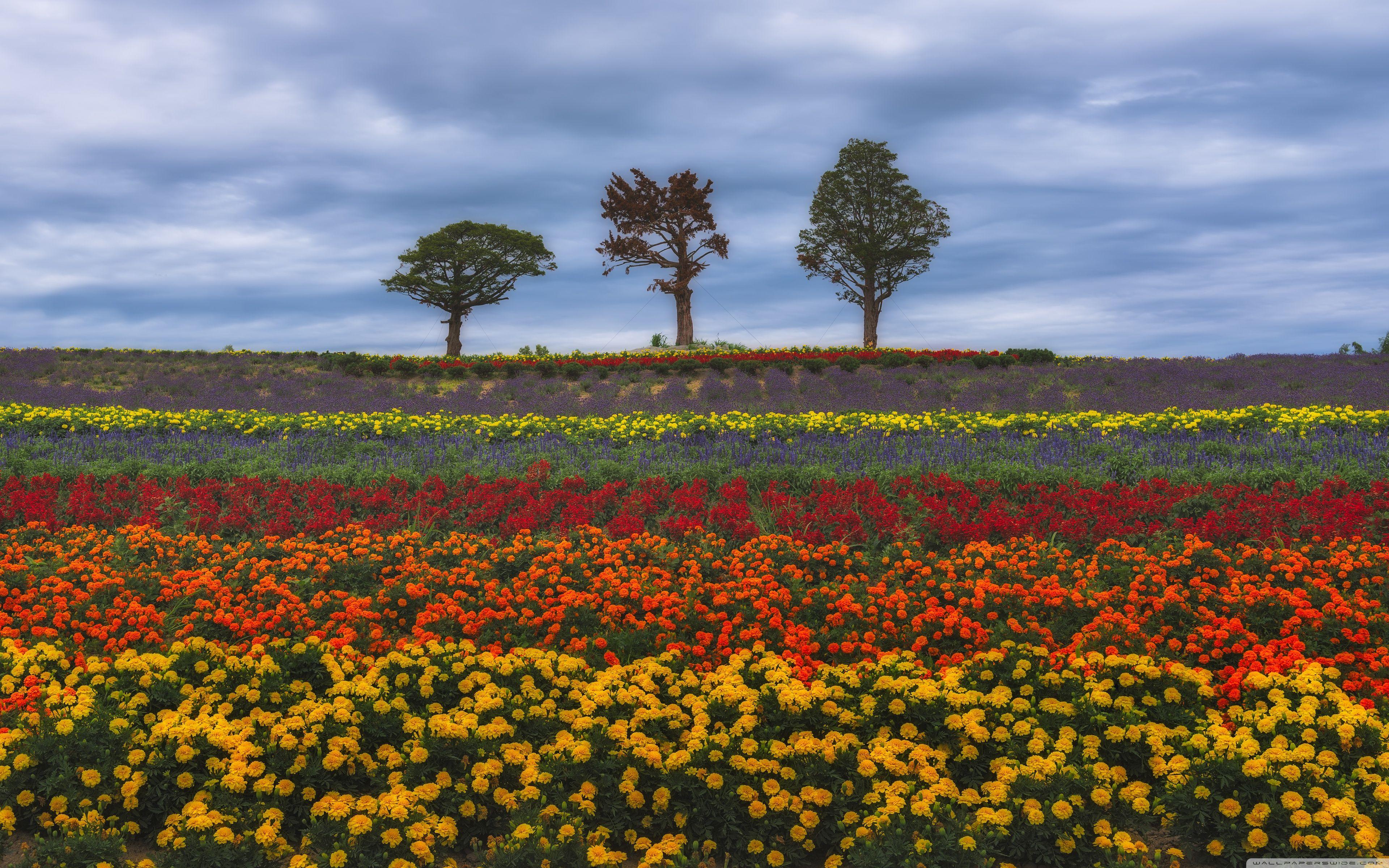 3840x2400 Summer Flowers Ultra HD Desktop Background Wallpaper for 4K UHD TV