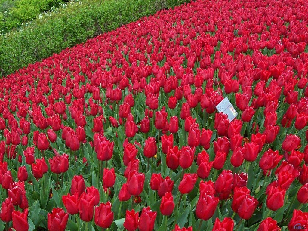1024x768 Flower Garden Desktop *** Find out more at the image link