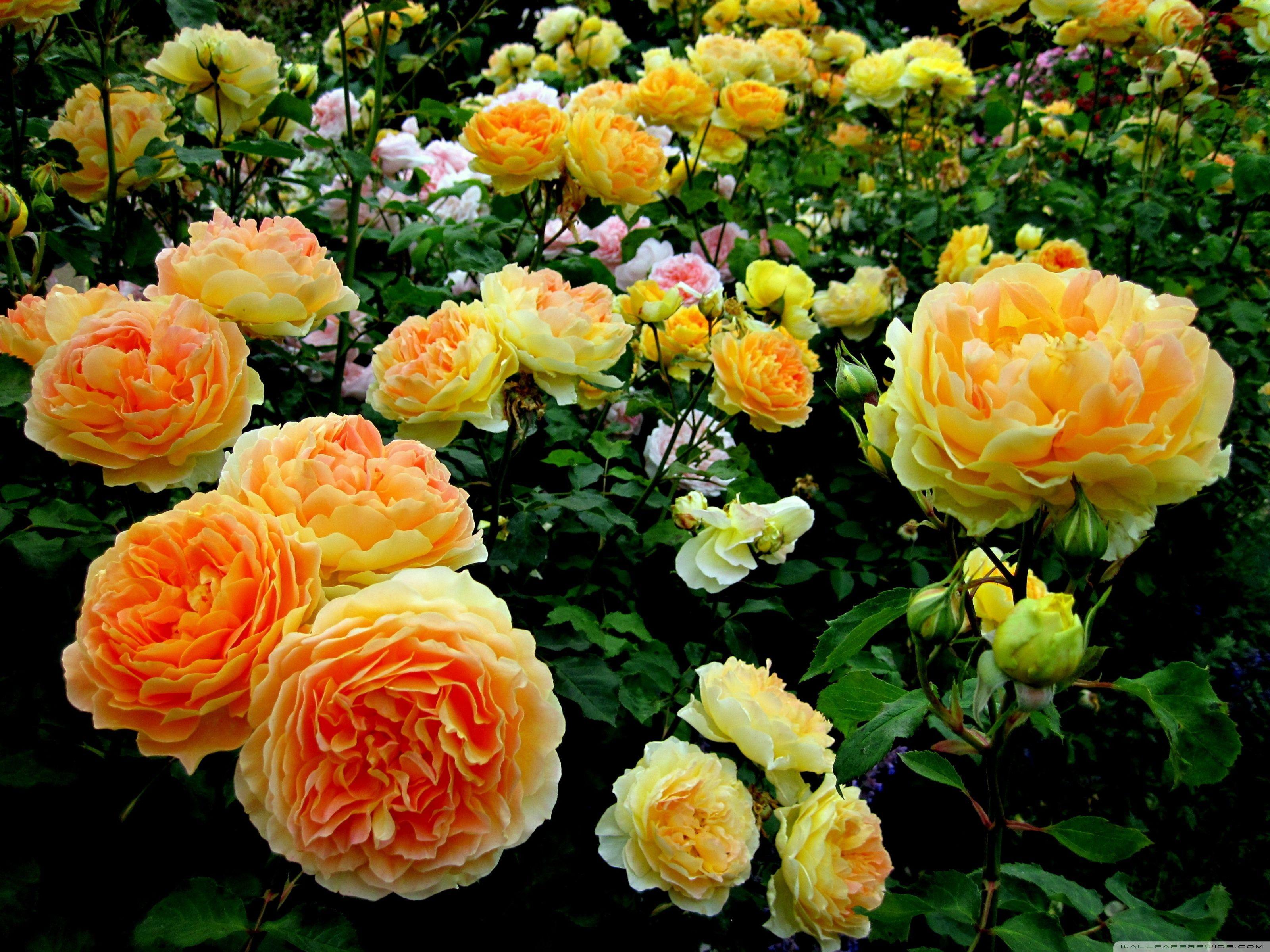 3200x2400 Rose garden wallpaper