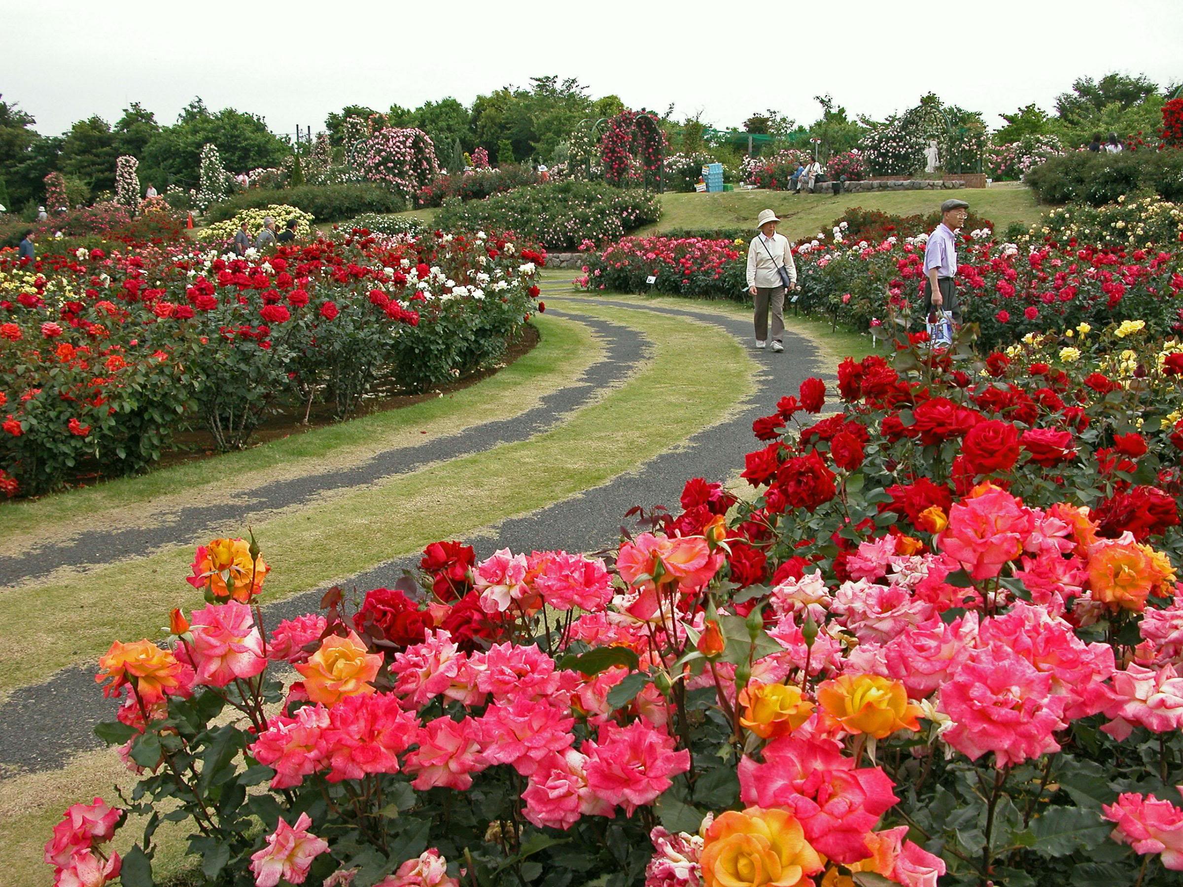 2400x1800 Rose Garden Desktop Wallpaper