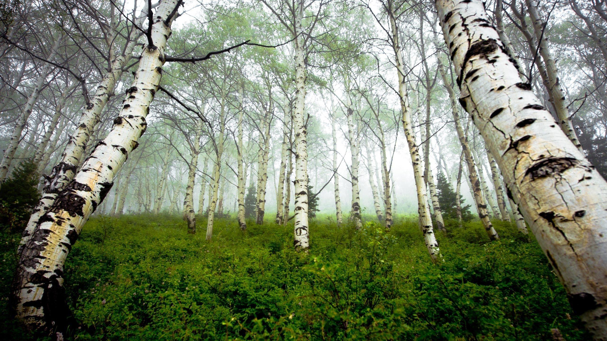 White Birch Wallpapers - Top Free White Birch Backgrounds - WallpaperAccess