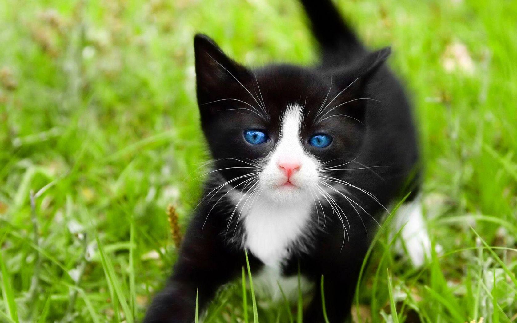 1680x1050 Free download Black and White Kitten Wallpaper kittens Wallpaper [1920x1080] for your Desktop, Mobile & Tablet. Explore Cute Black Cat Wallpaper. Cute Cats Wallpaper, Black Cat Wallpaper for Computer