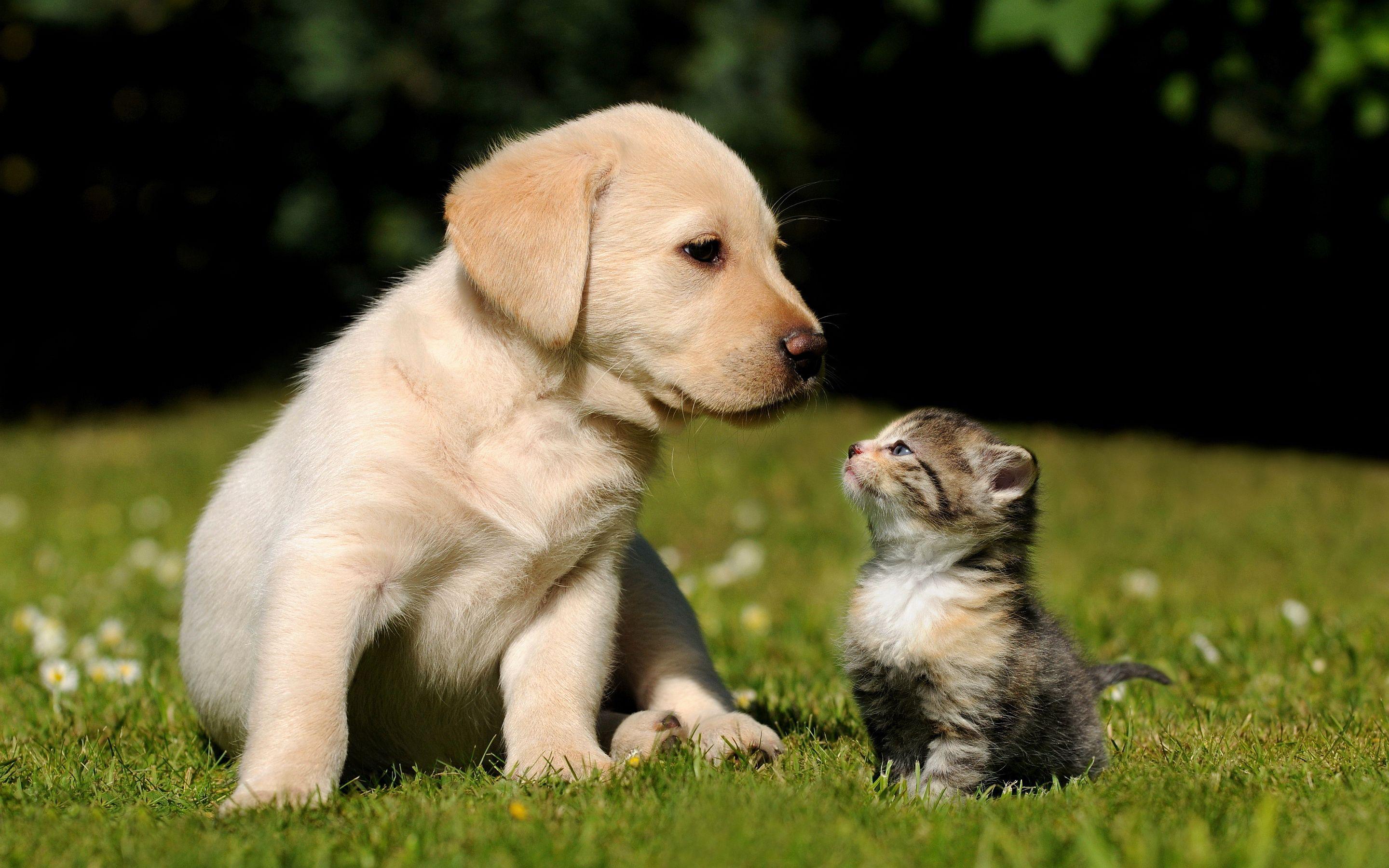 cute baby kittens and puppies together