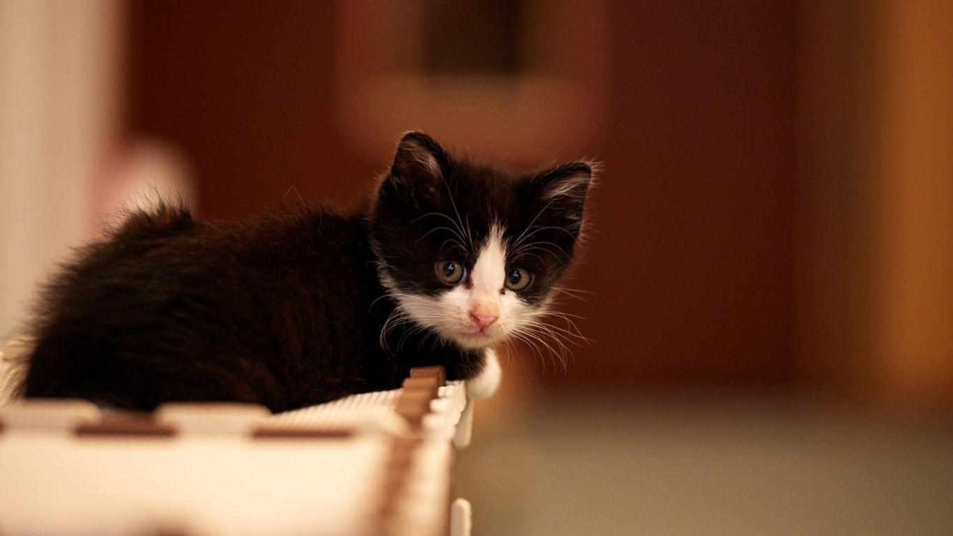 1366x768 Cute Black And White Kittens Wallpaper