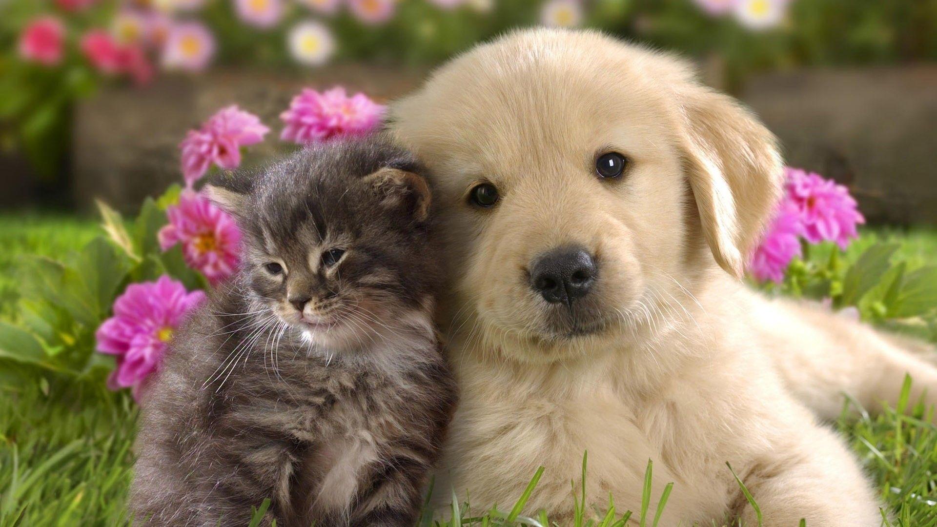 1920x1080 Puppy Wallpaper HD