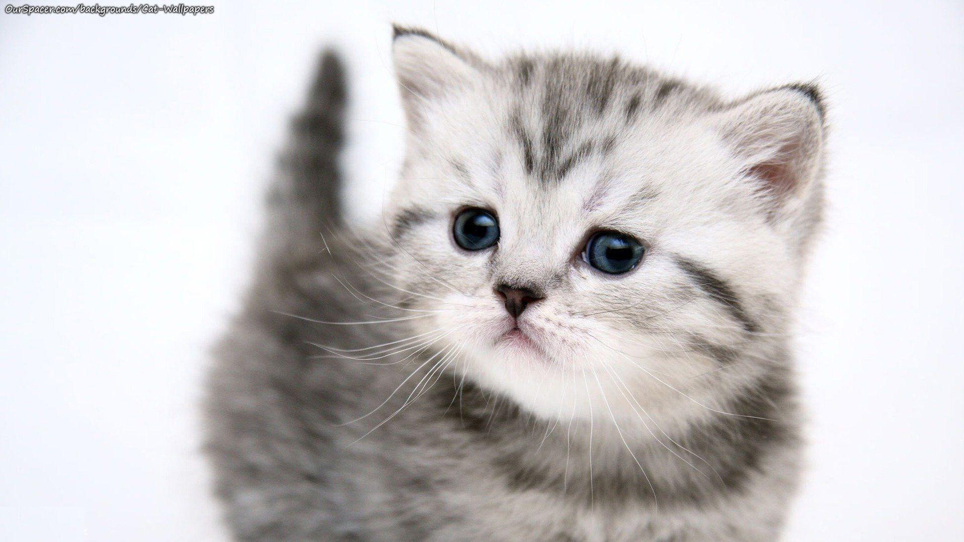 1920x1080 Free download Black and white kitten wallpaper and background