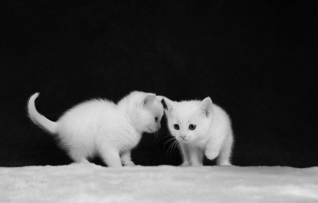 Black And White Kitten Wallpapers Top Free Black And White Kitten