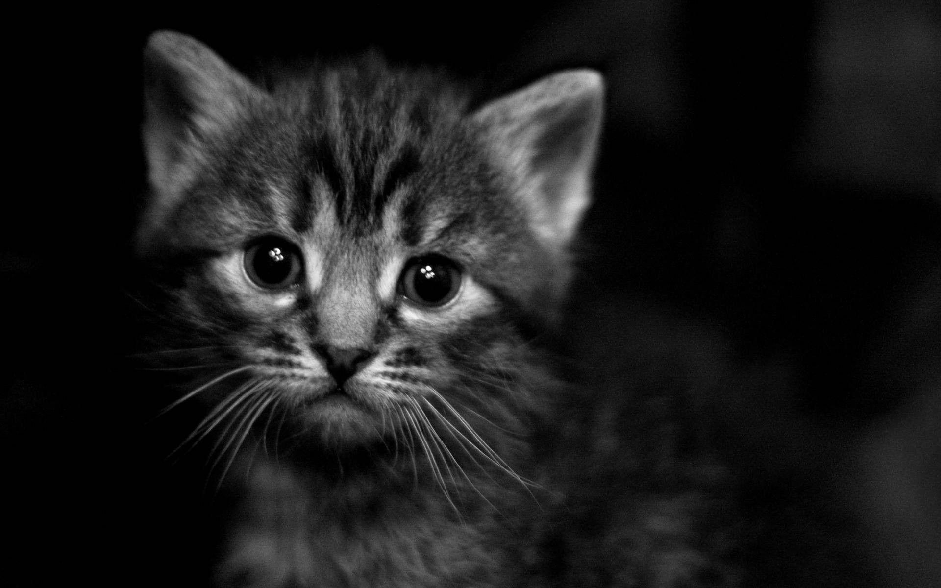 Black and White Kitten Wallpapers - Top Free Black and White Kitten ...