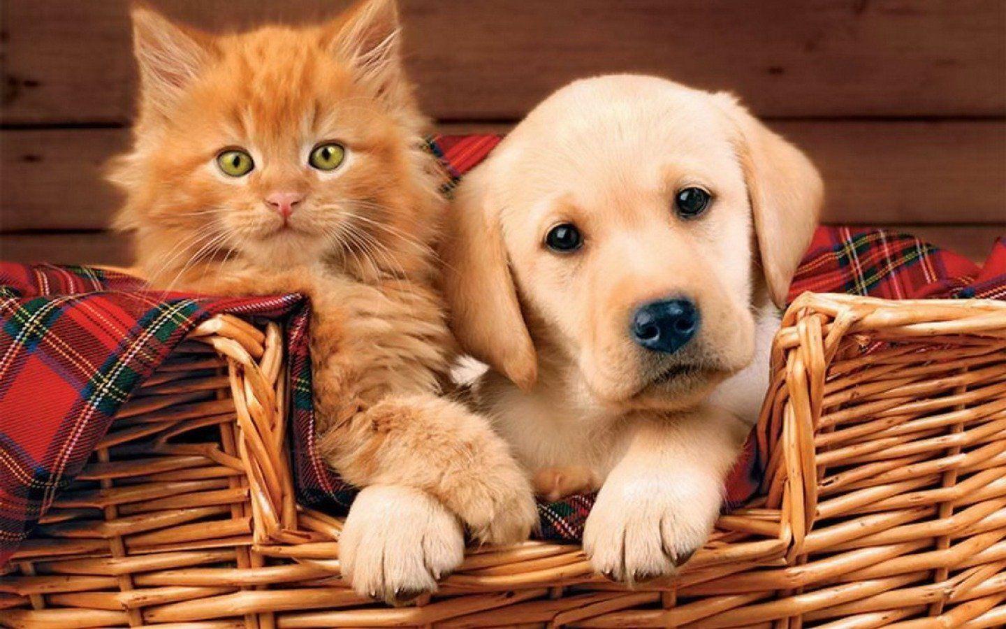 Kitten and Puppy Wallpapers - Top Free Kitten and Puppy Backgrounds - WallpaperAccess