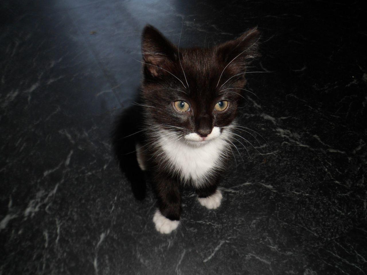 1280x960 Fluffy Black And White Kitten Wallpaper