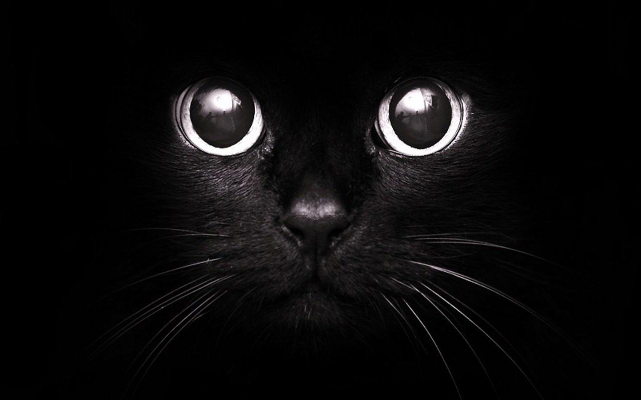 1280x800 Black Kitten Wallpaper 1280x800 px