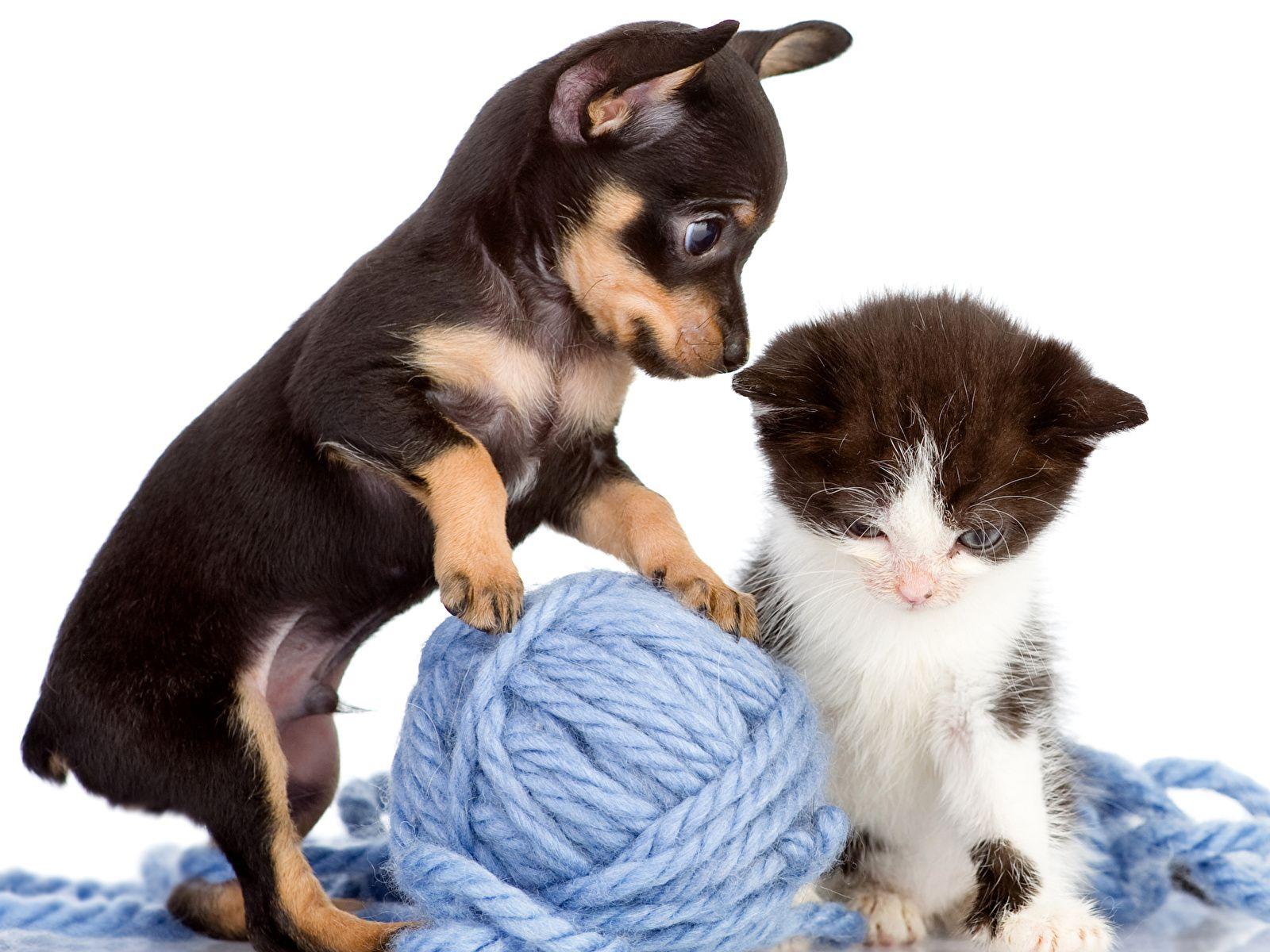 Puppies And Kittens Wallpaper - Anna Blog